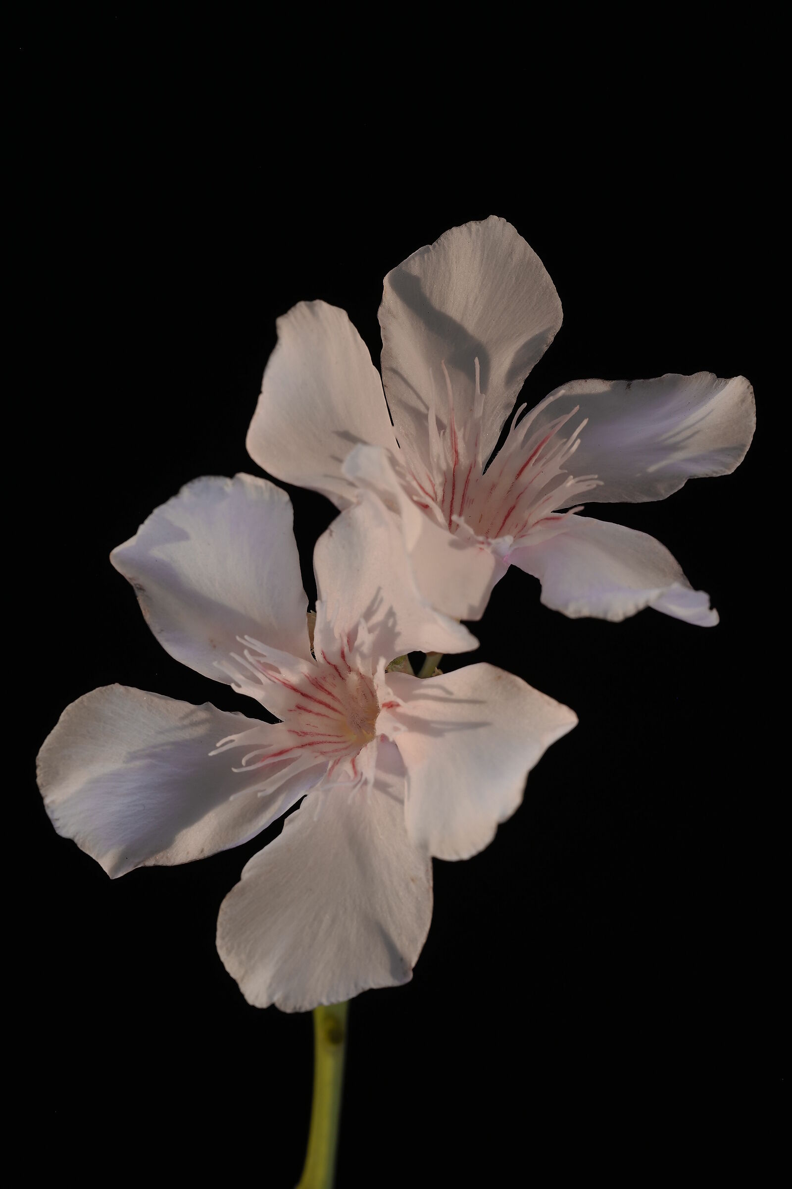 Oleander