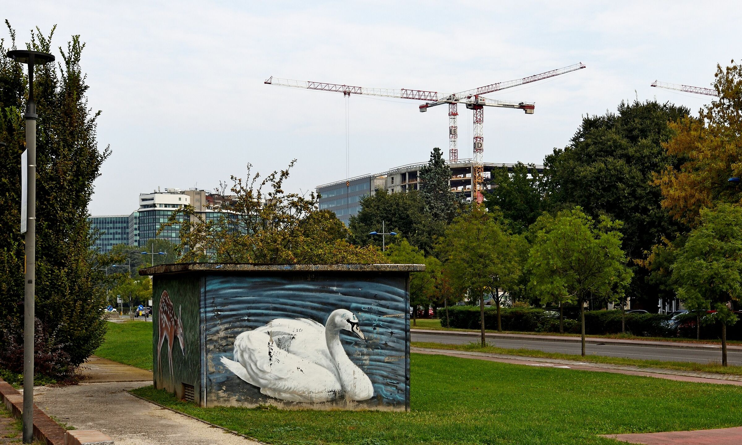 Un cigno....e qualche gru!