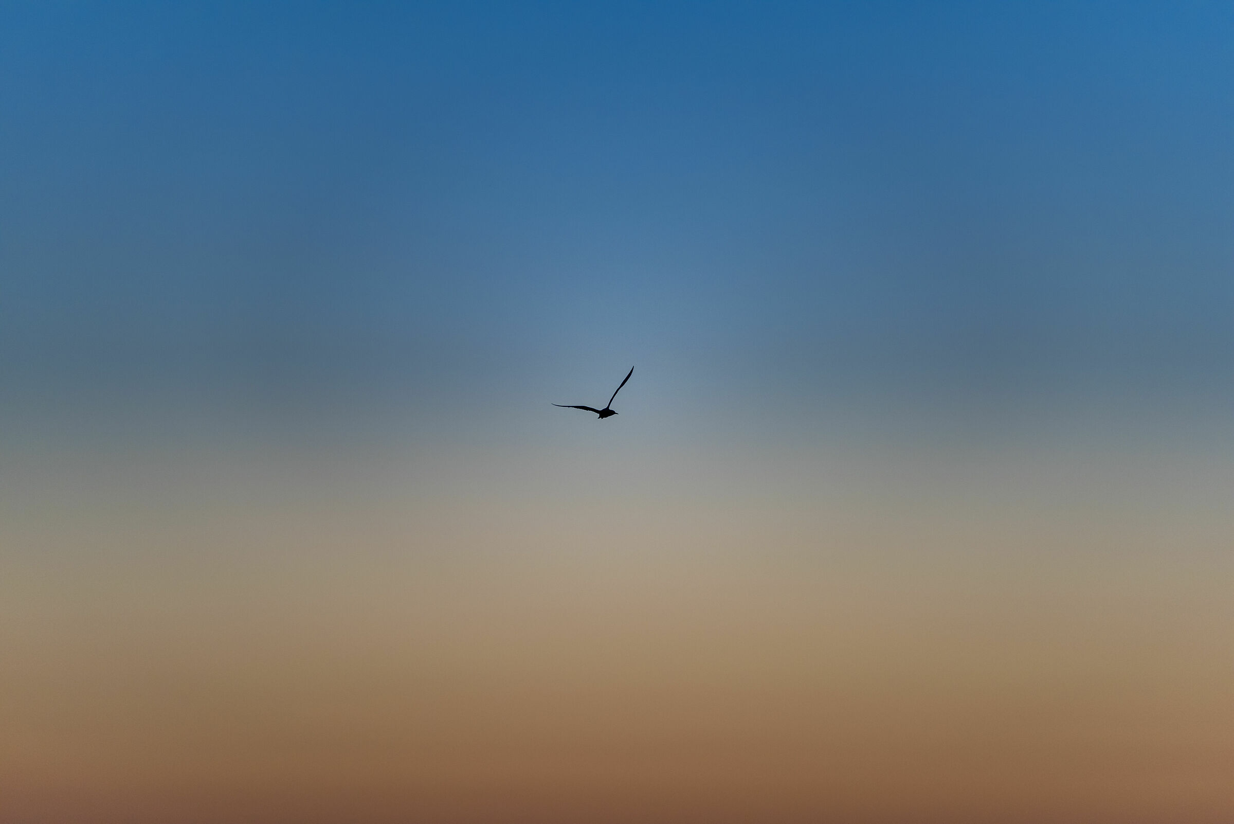 Freedom, at first light