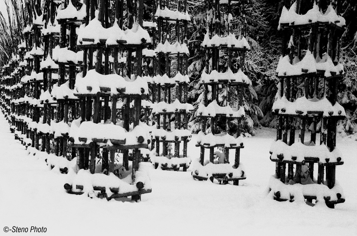 Cattedrale Vegetale 4