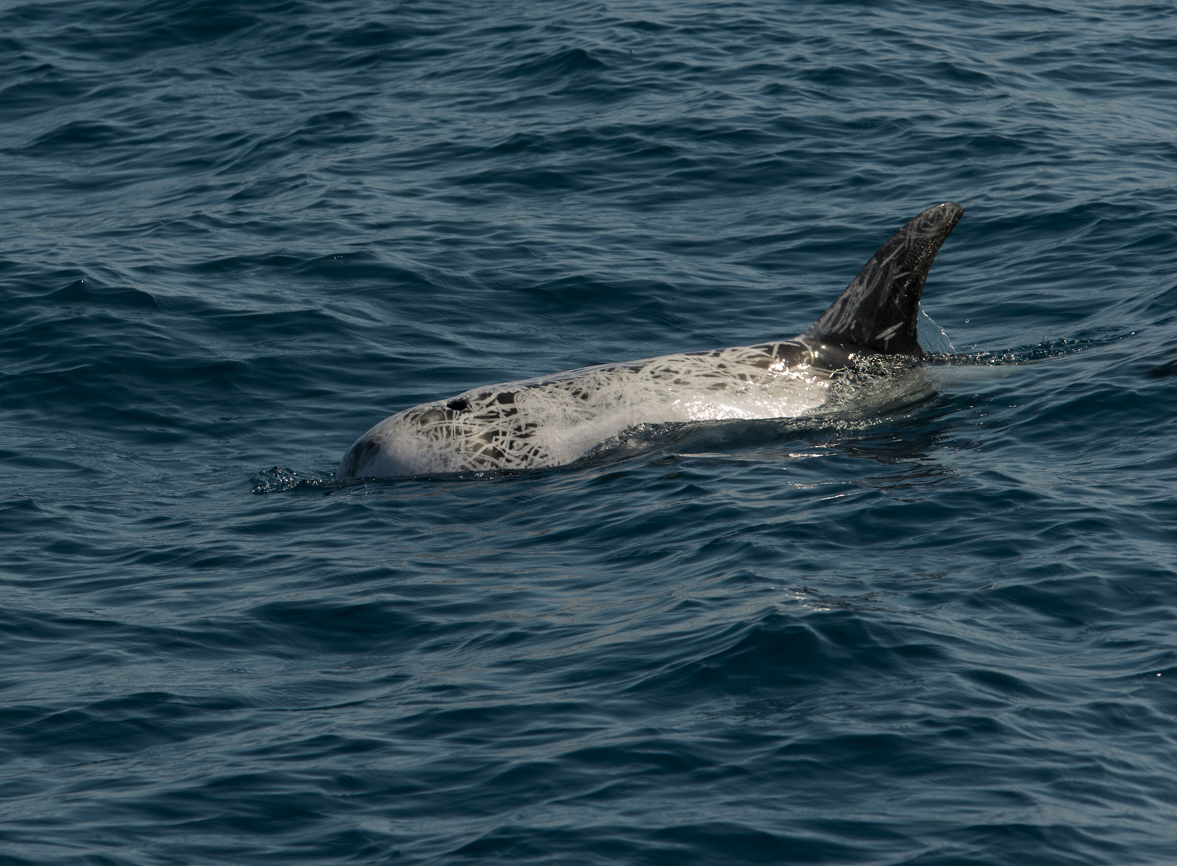Cicatrici di una vita