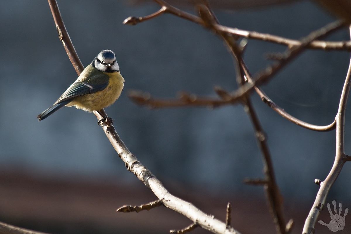 Blue Tit