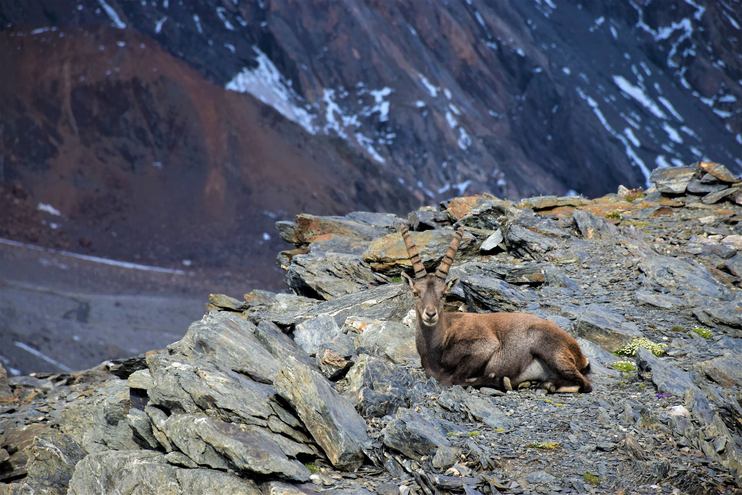 Goat ibex at the North Zebrù Pass