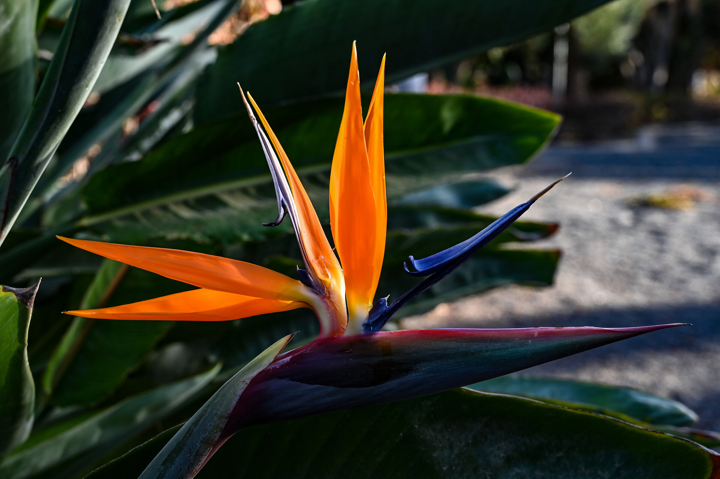 Strelitzia