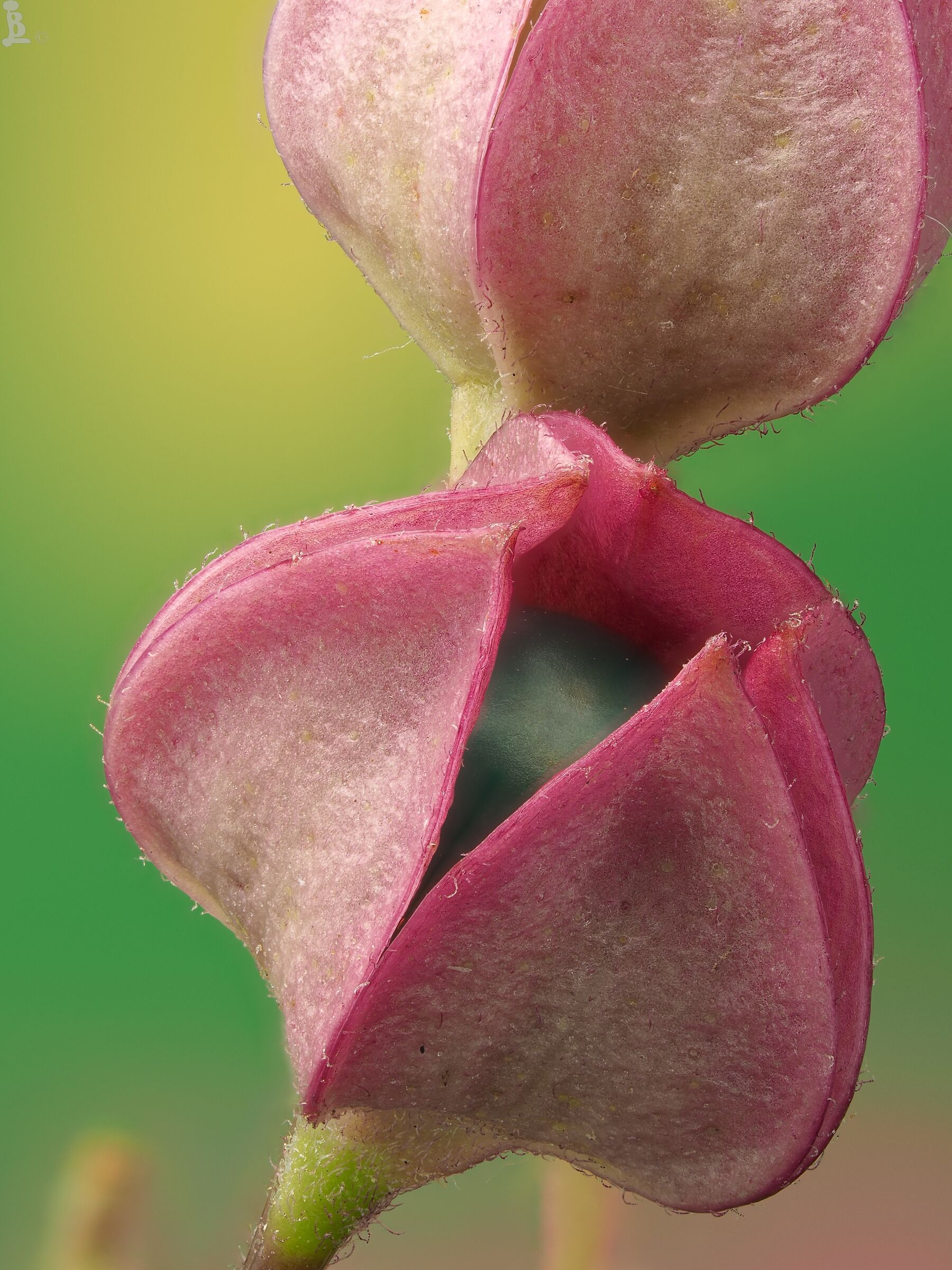 Clerodendrum trichotomum
