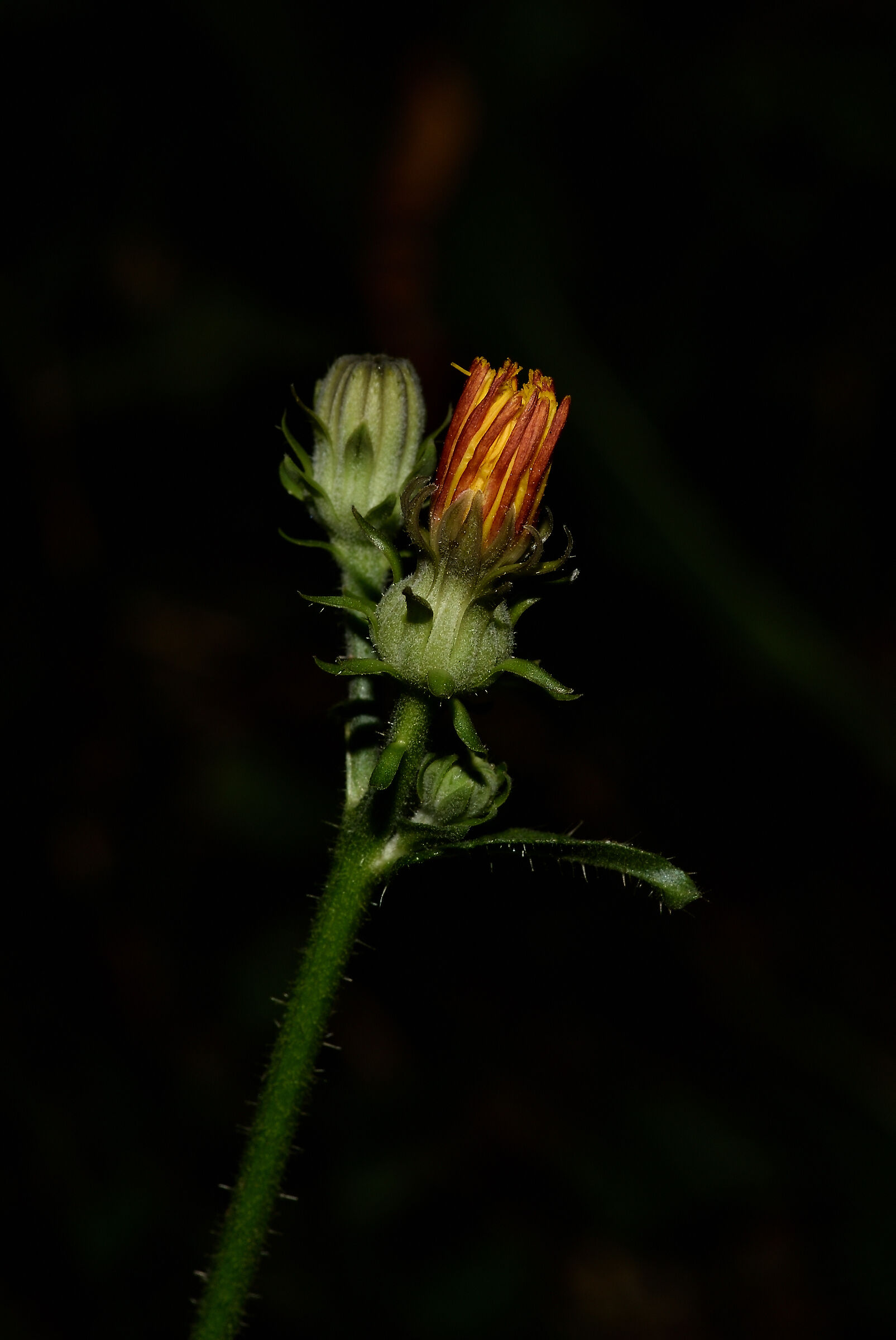 Dente di leone in fioritura