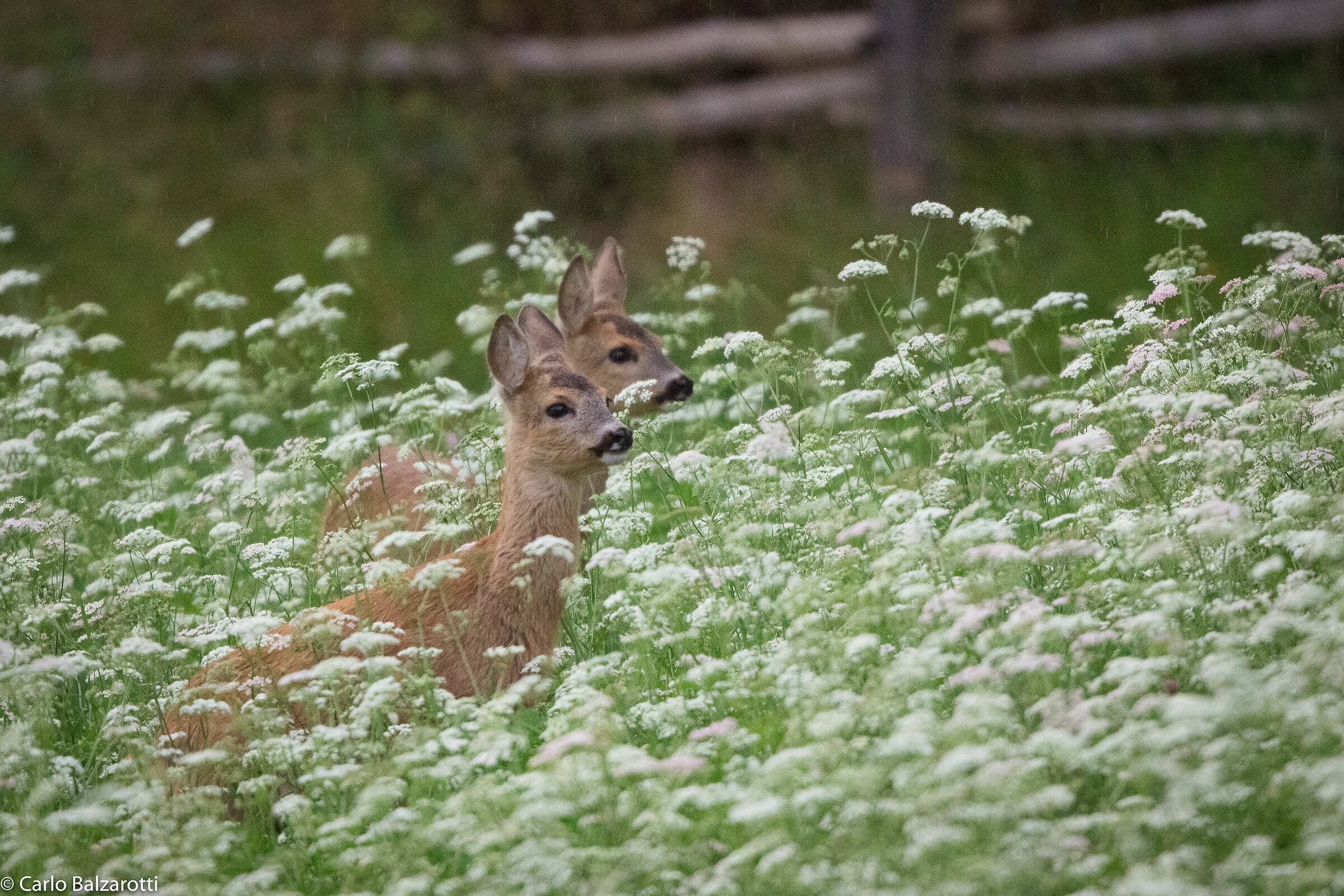 fratellini in mezzo ai fiori