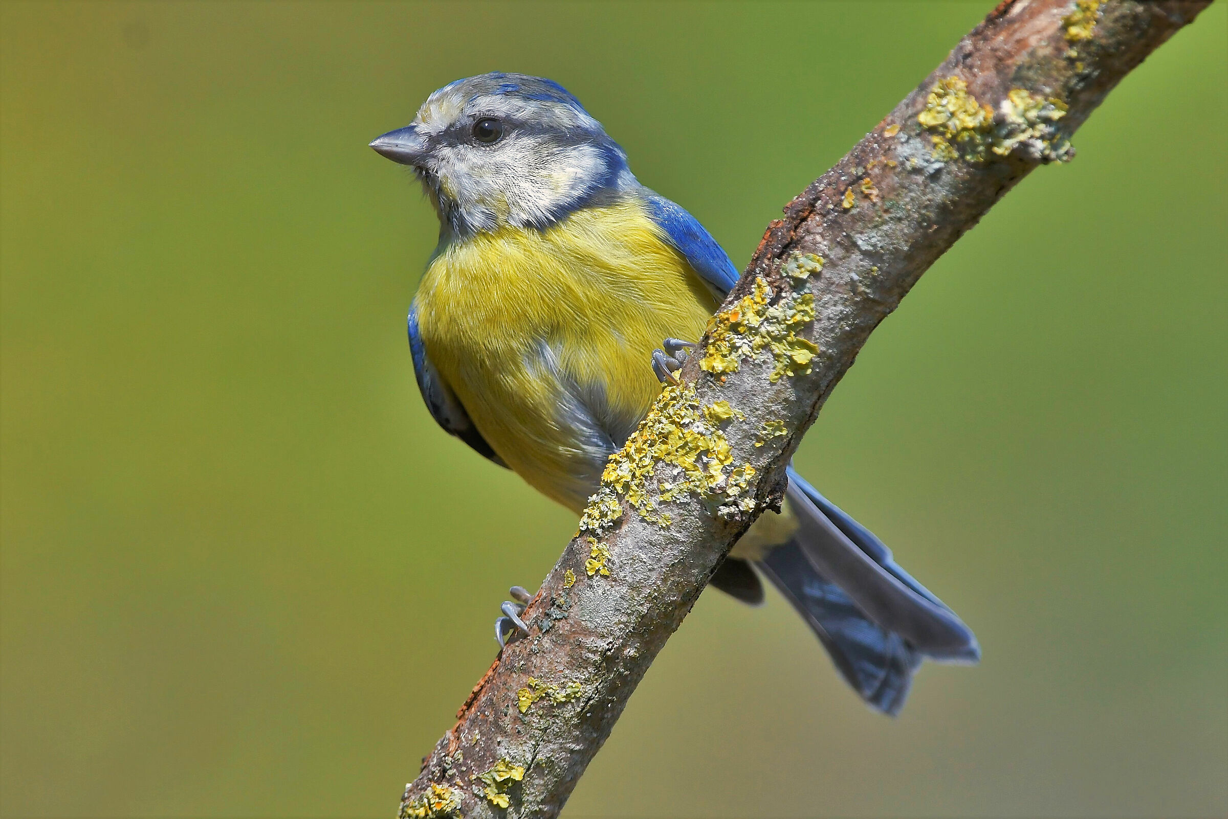 Giovane di Cinciarella