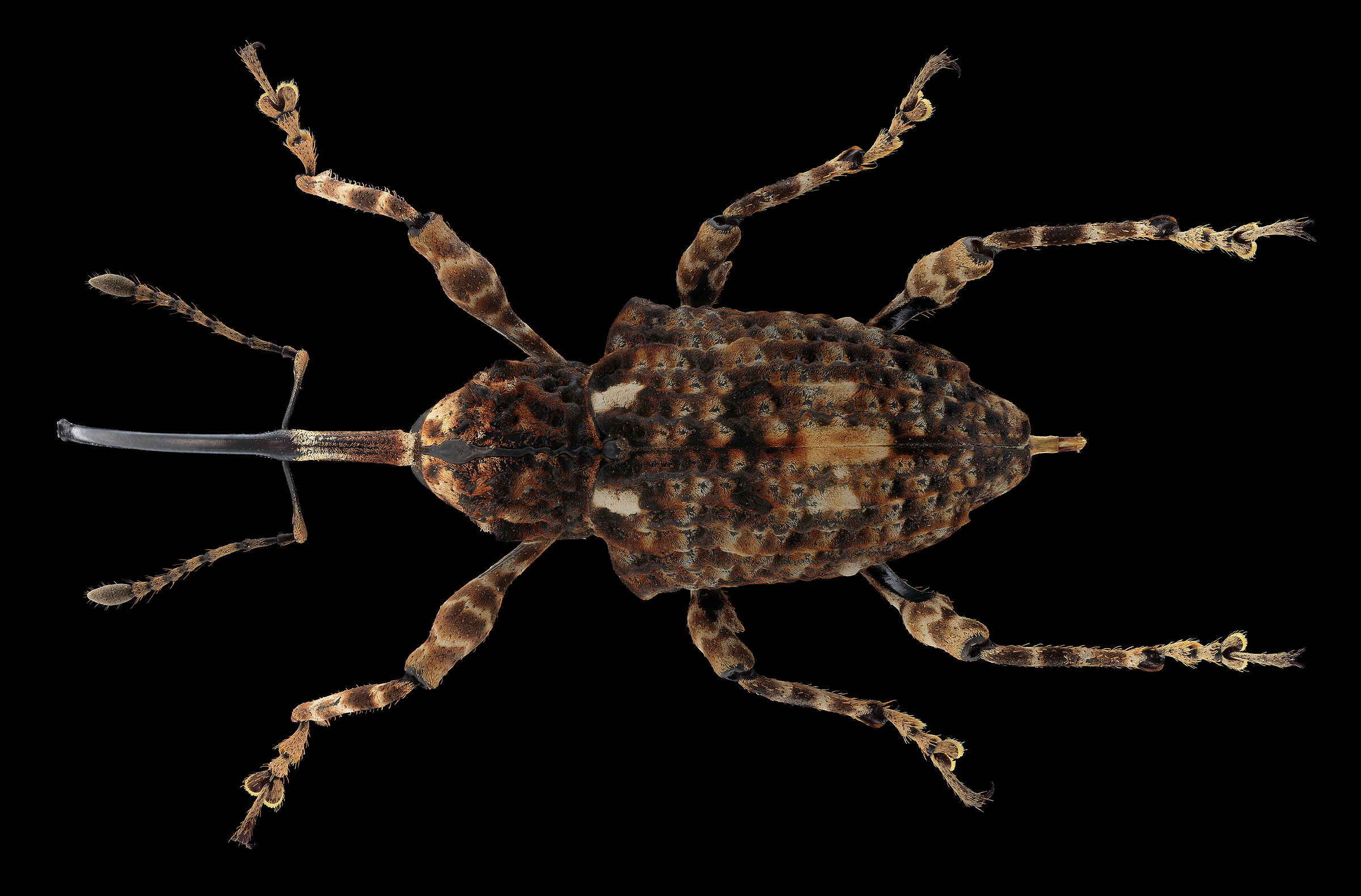 Ectatorhinus sp