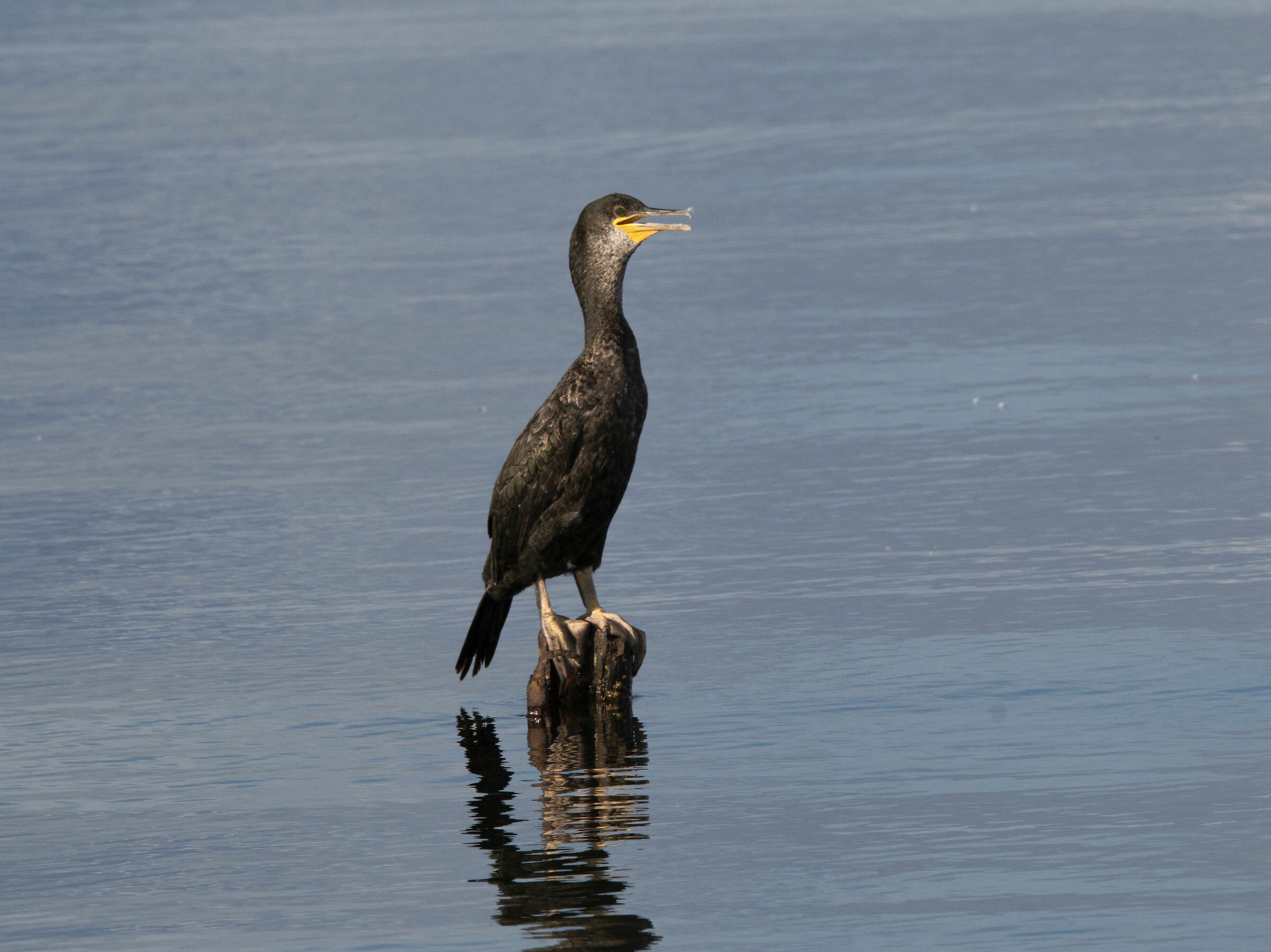 Cormorano
