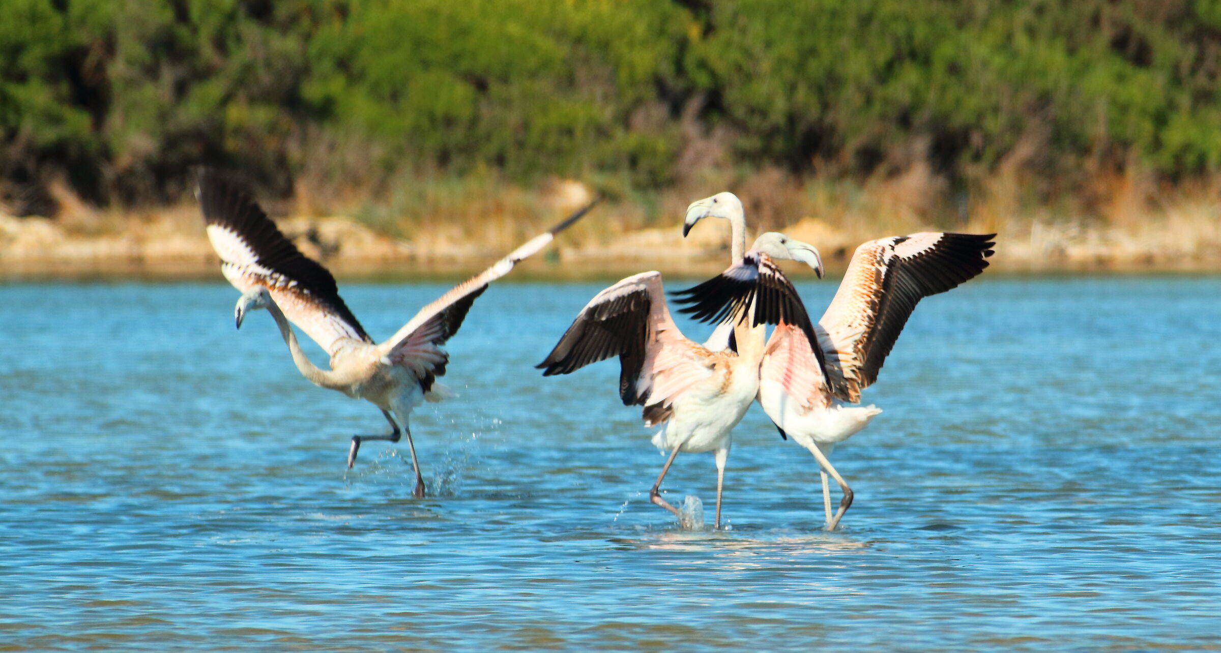 Little flamingos playing!