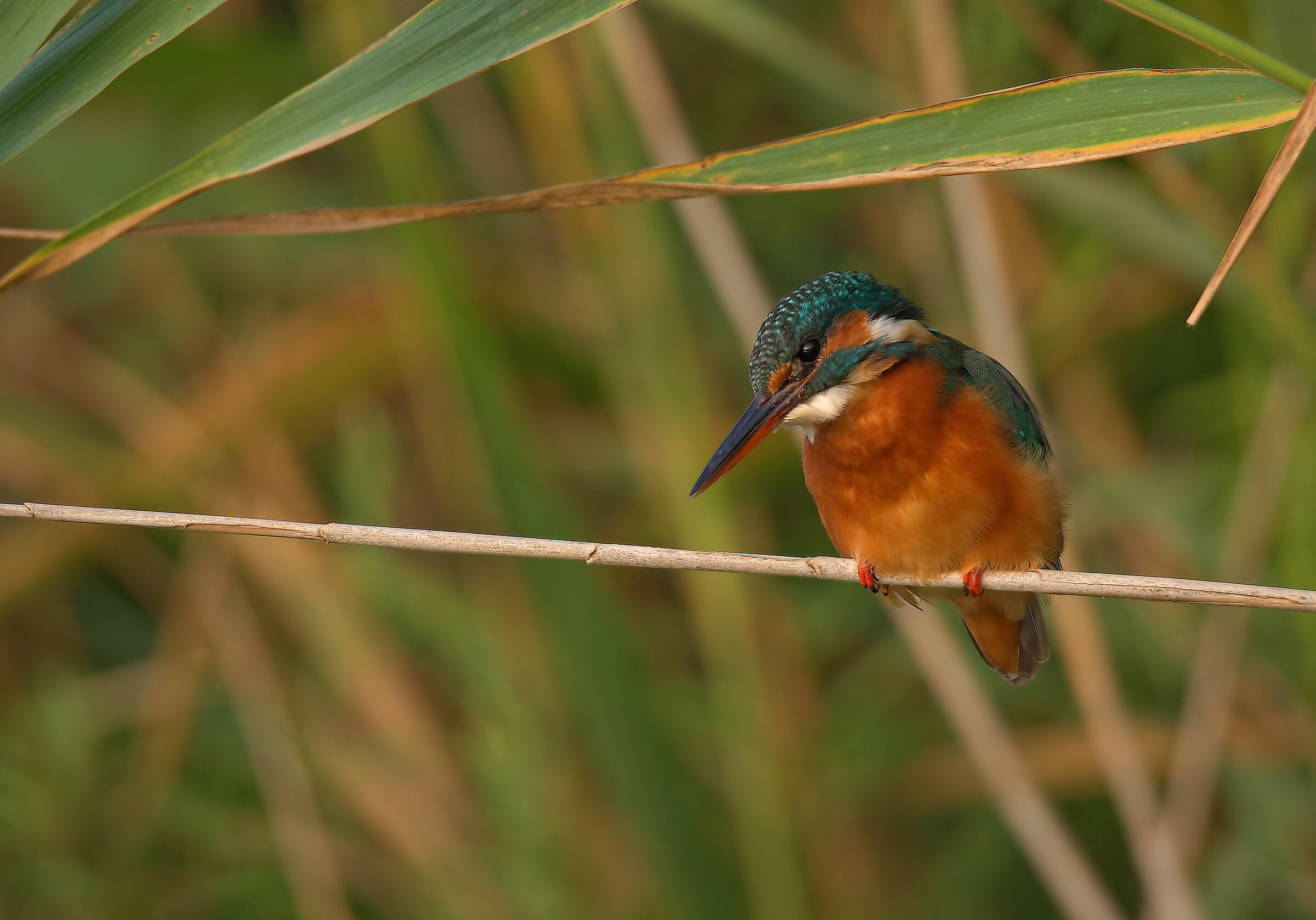 Female fisherman
