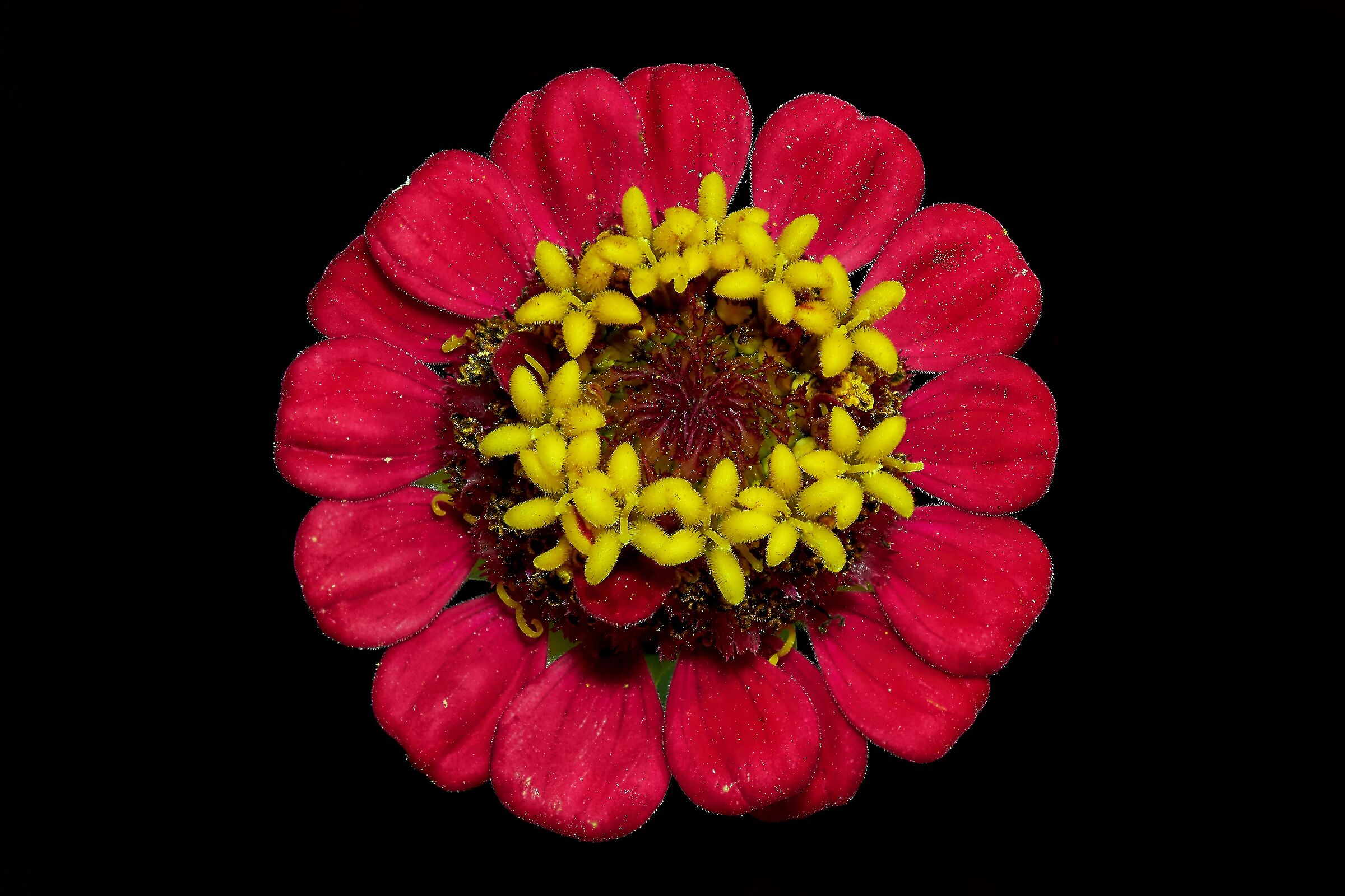 Zinnia elegans