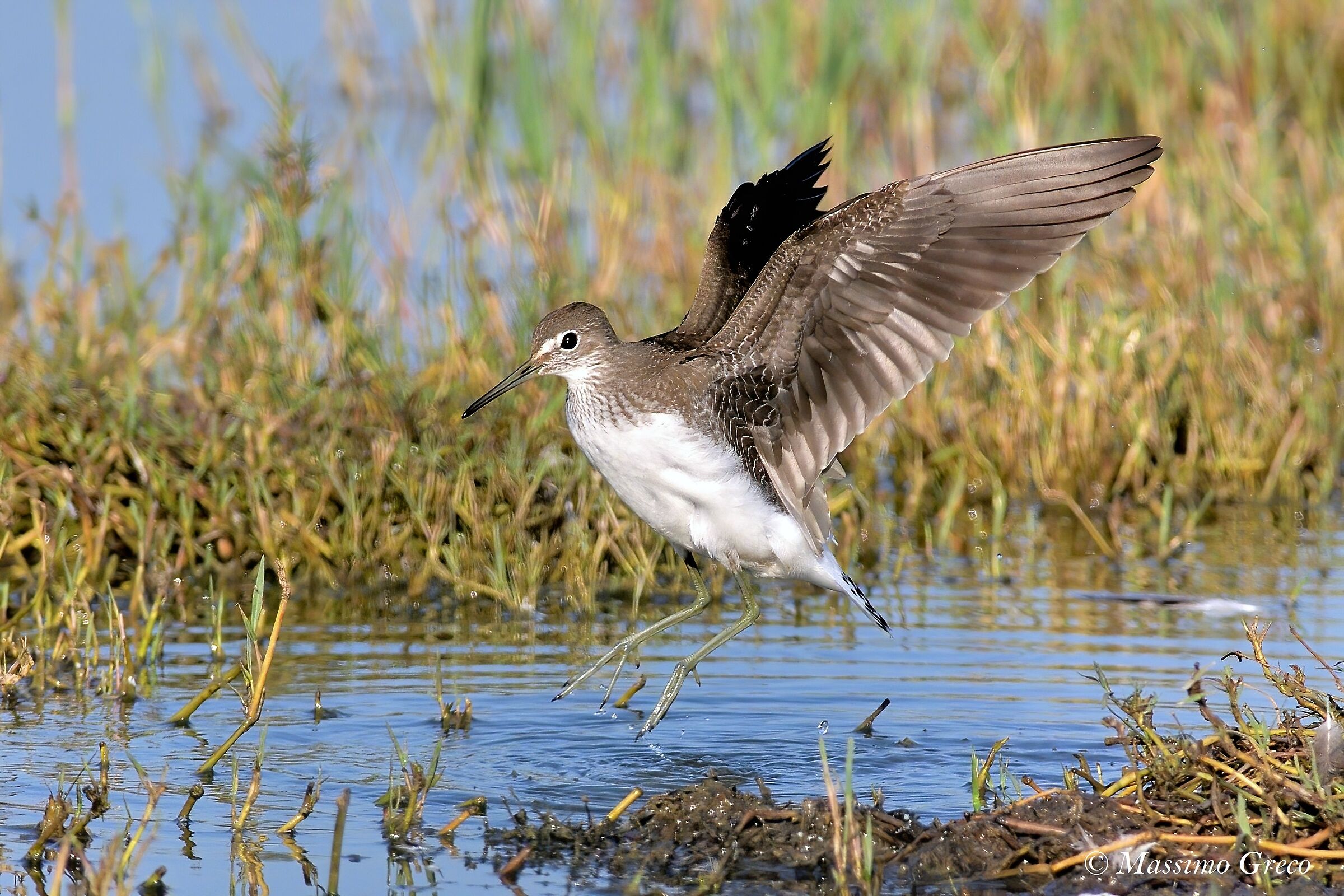 Culbian pyro (Tringa ochropus)