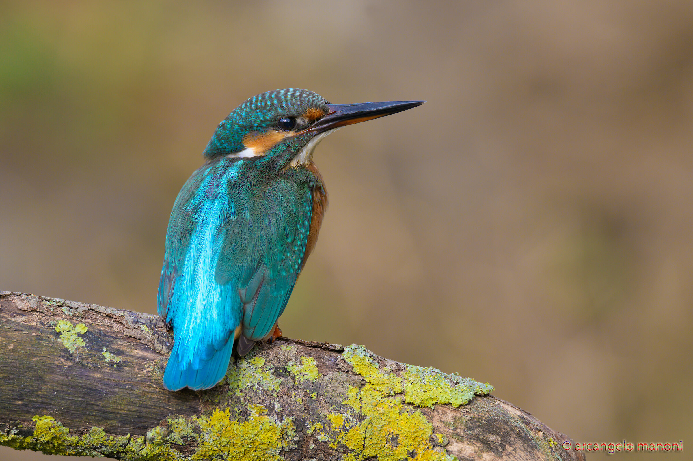 The mythical martina