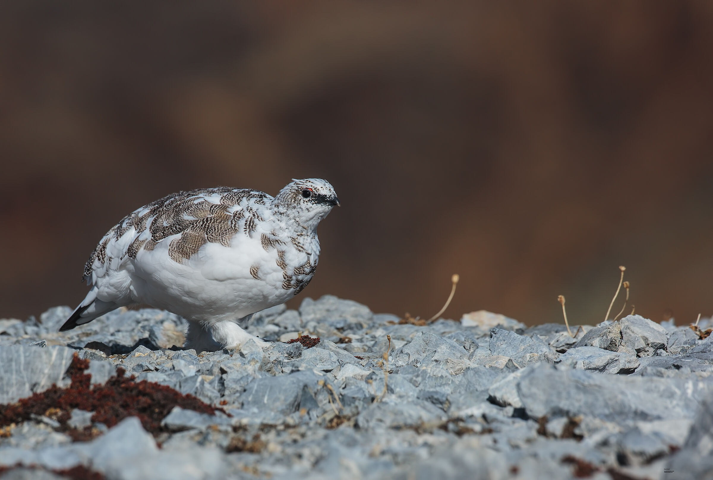 Pernice bianca e vegetazione pioniera