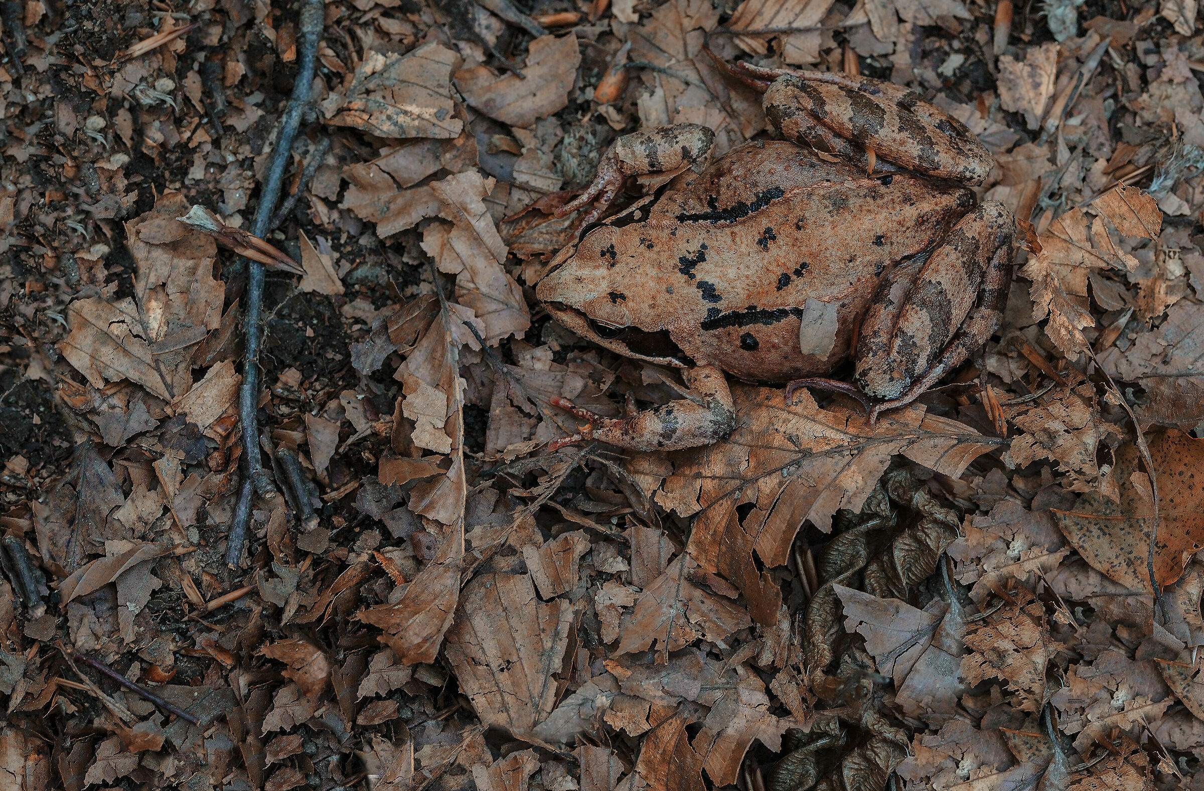 Tecniche di mimetismo , temporaria e faggeta