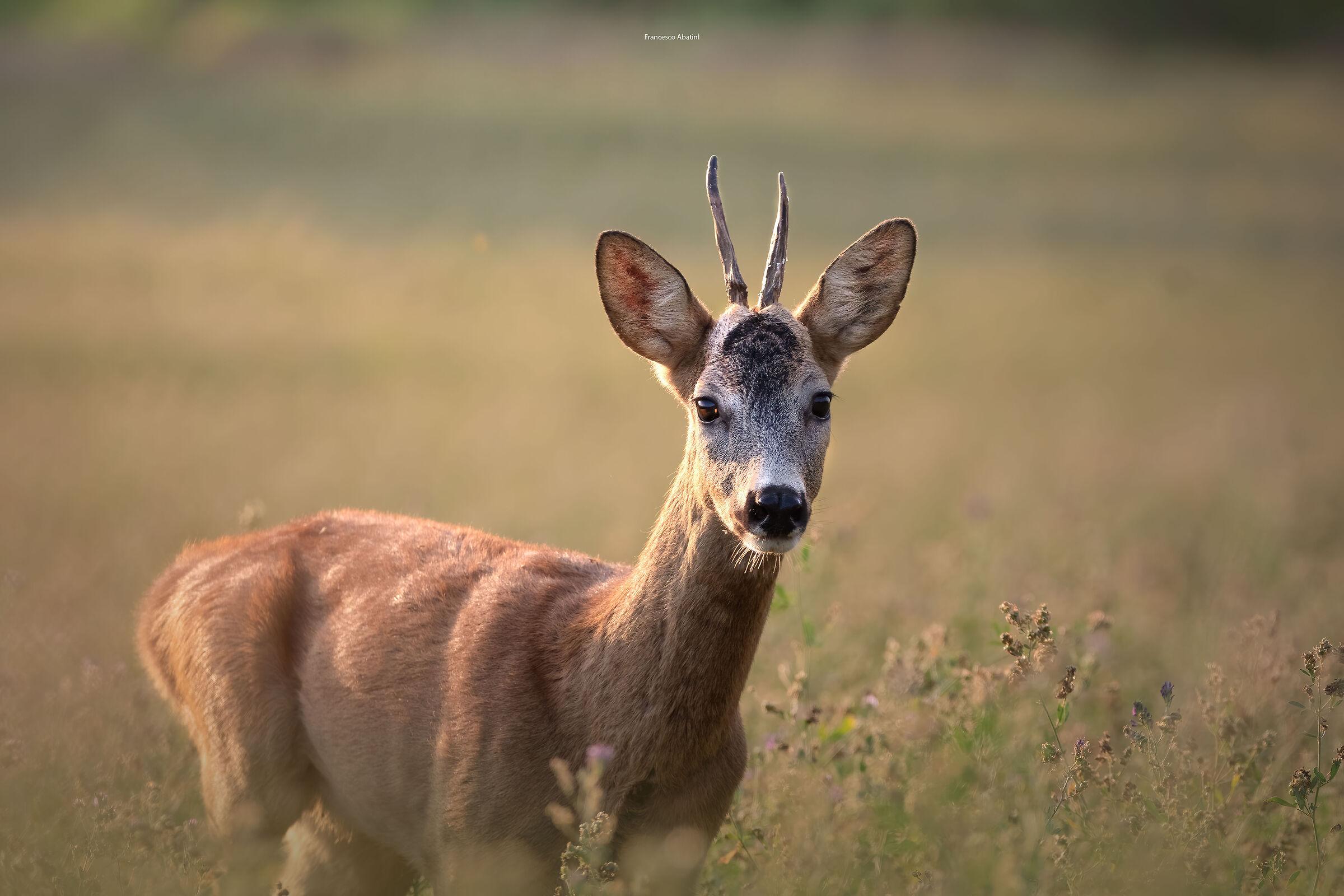 "Young roe deer in the early hours of the morning"