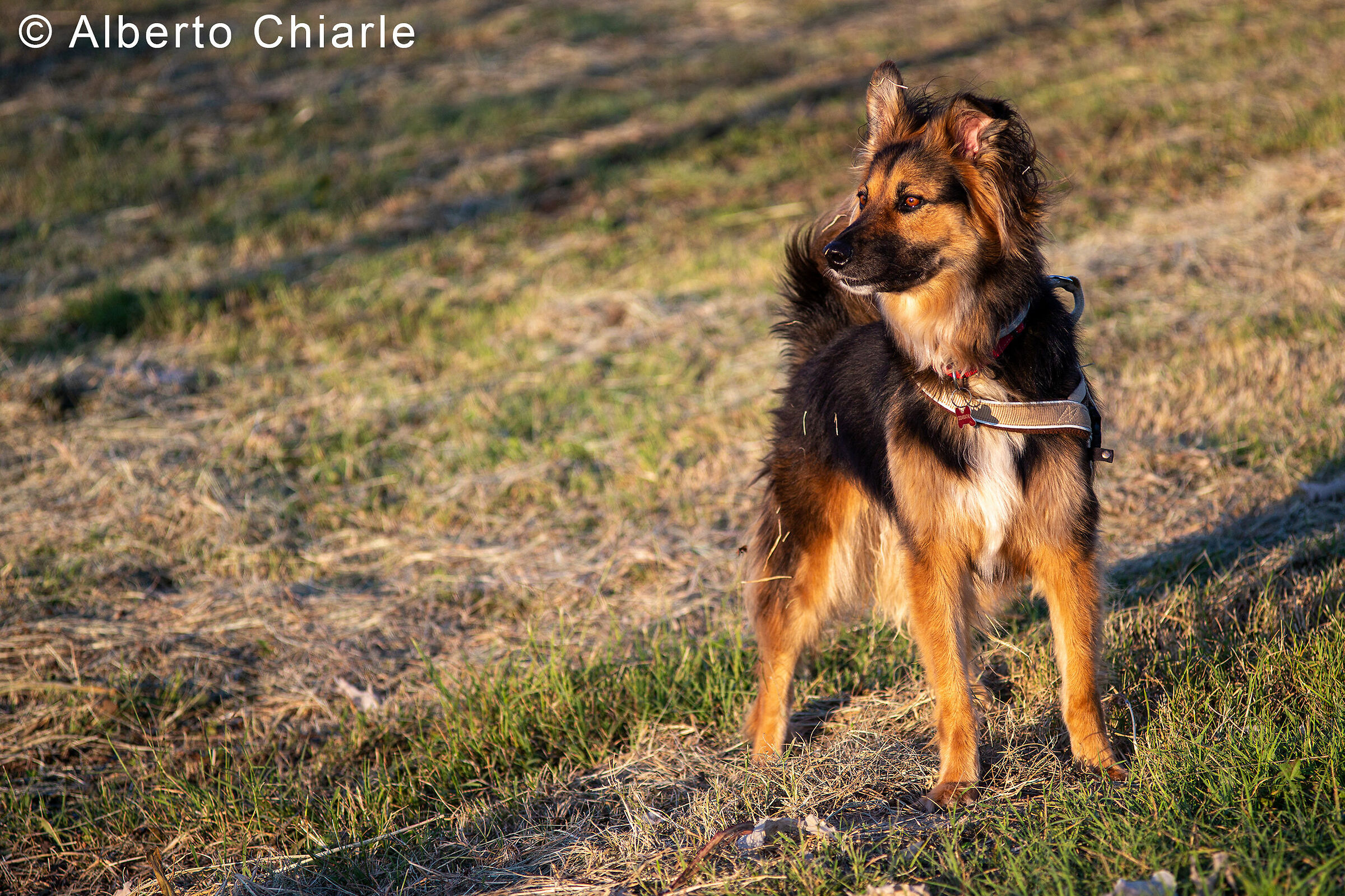 Modella per lenti vintage "again" - Margot