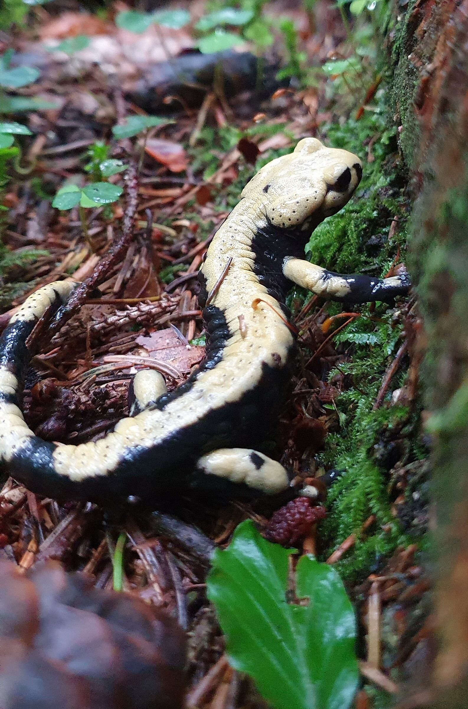 Salamandra atra aurorae