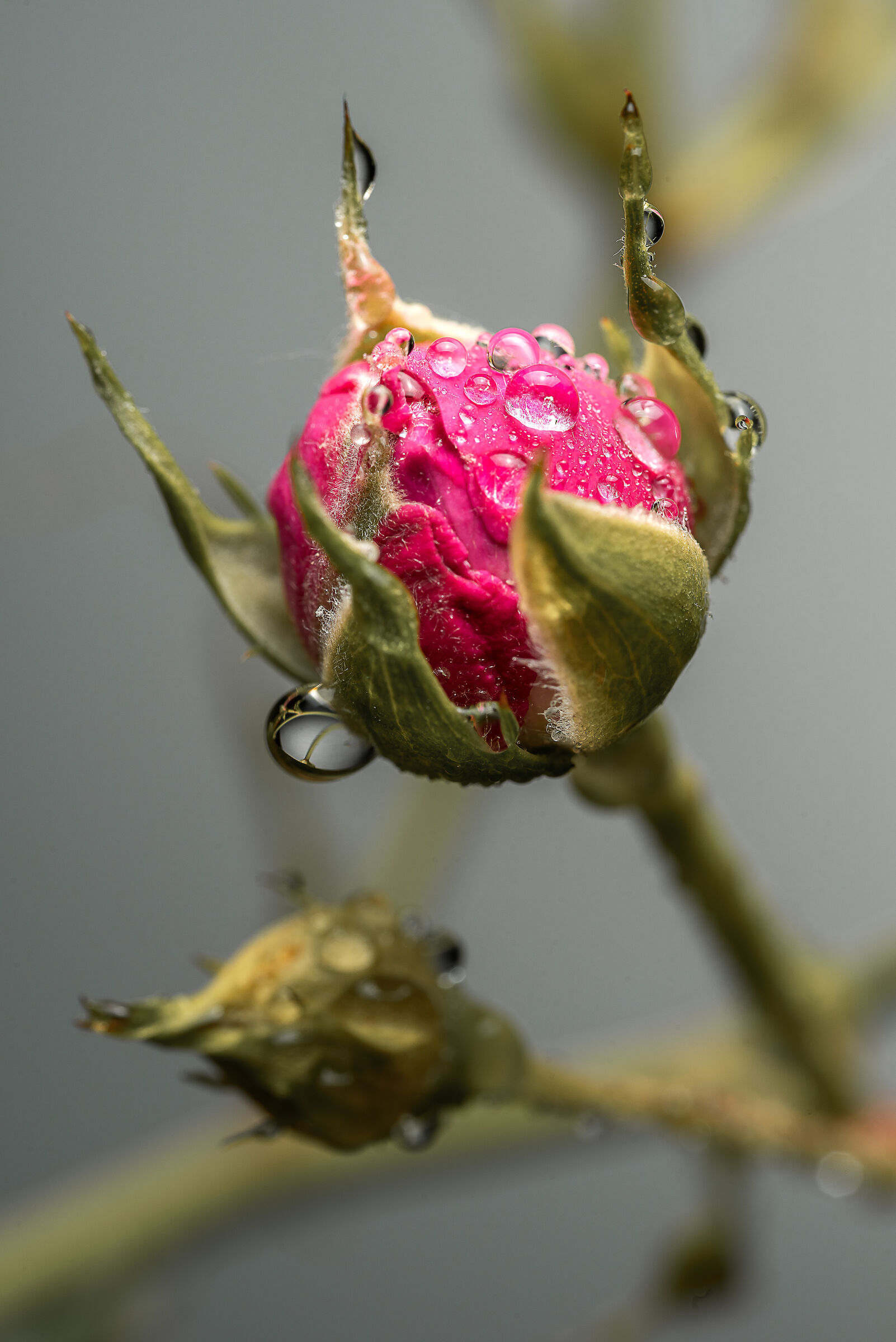 Wet Rose
