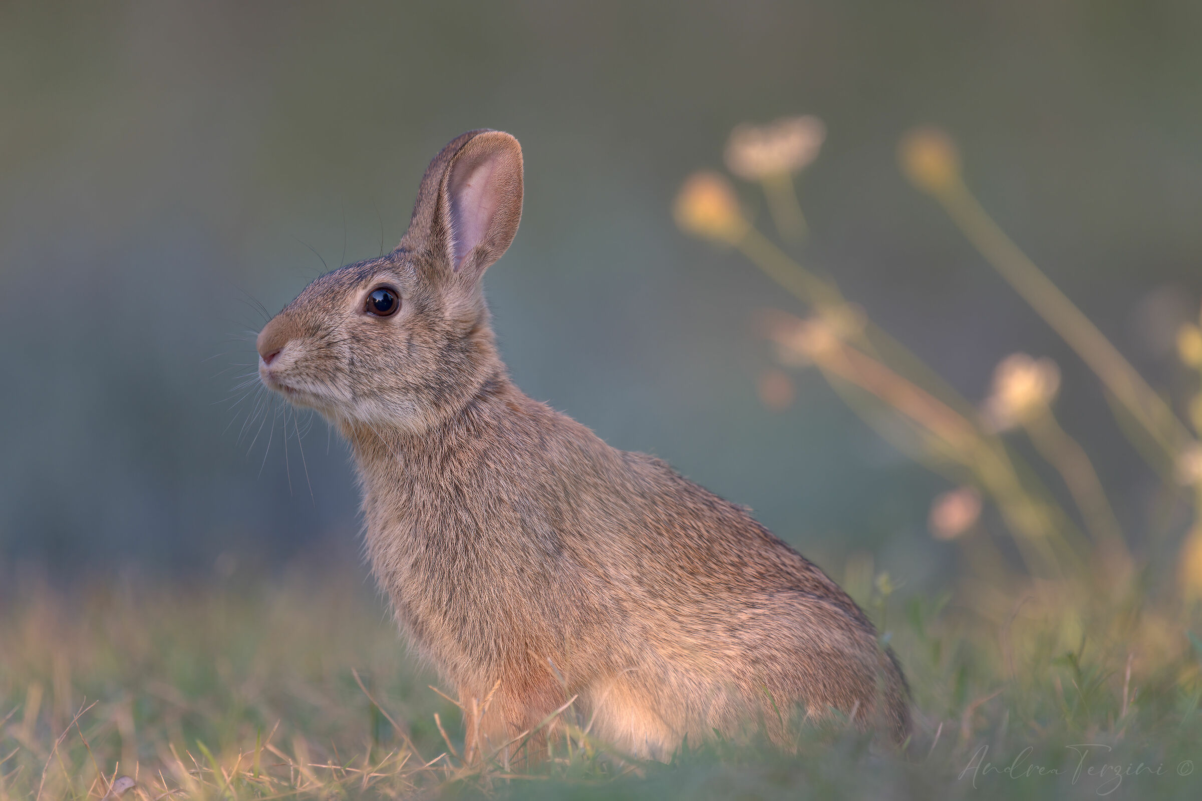 Coniglio selvatico europeo_MAN4824