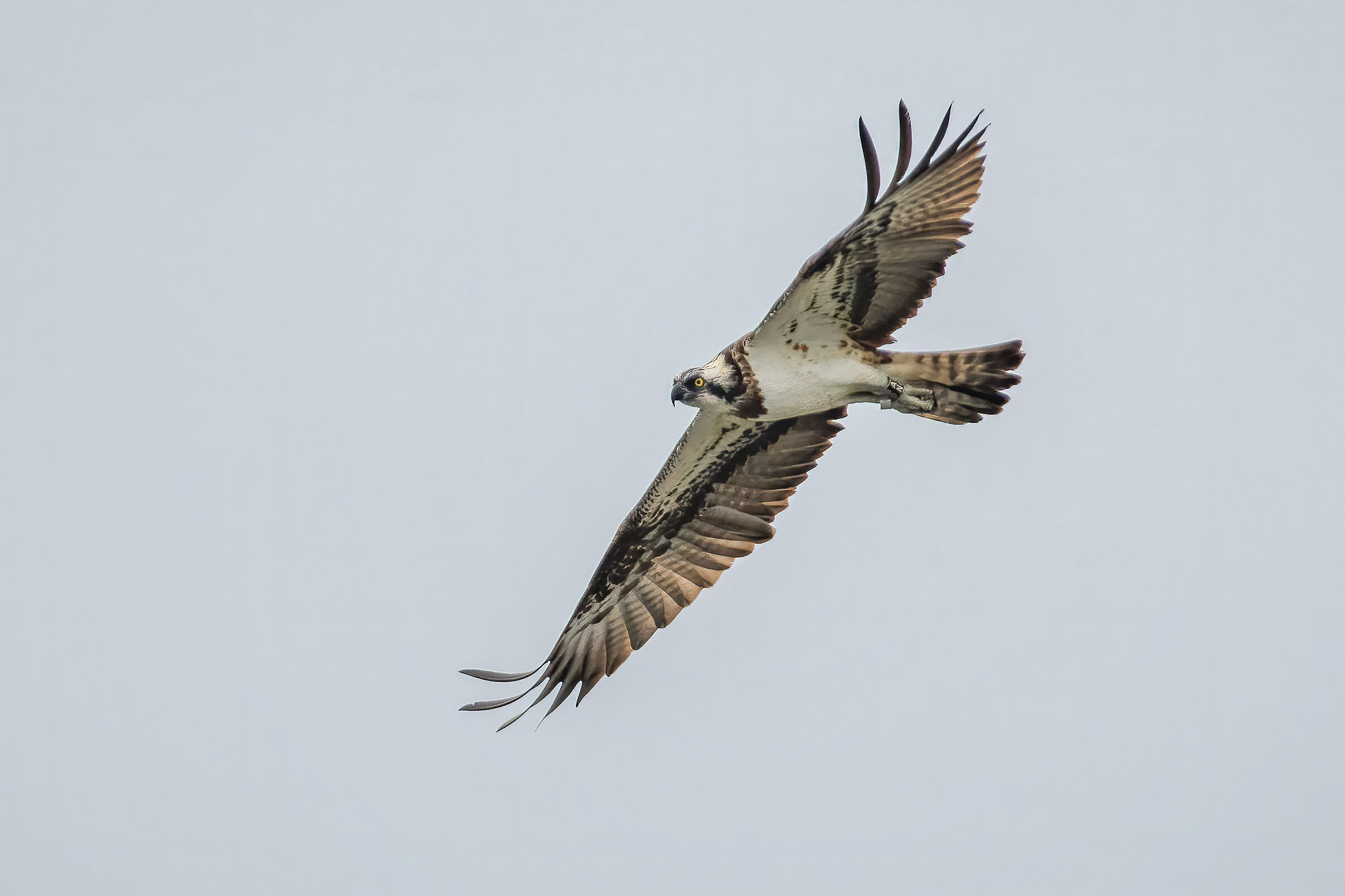 falco pescatore in ricognizione