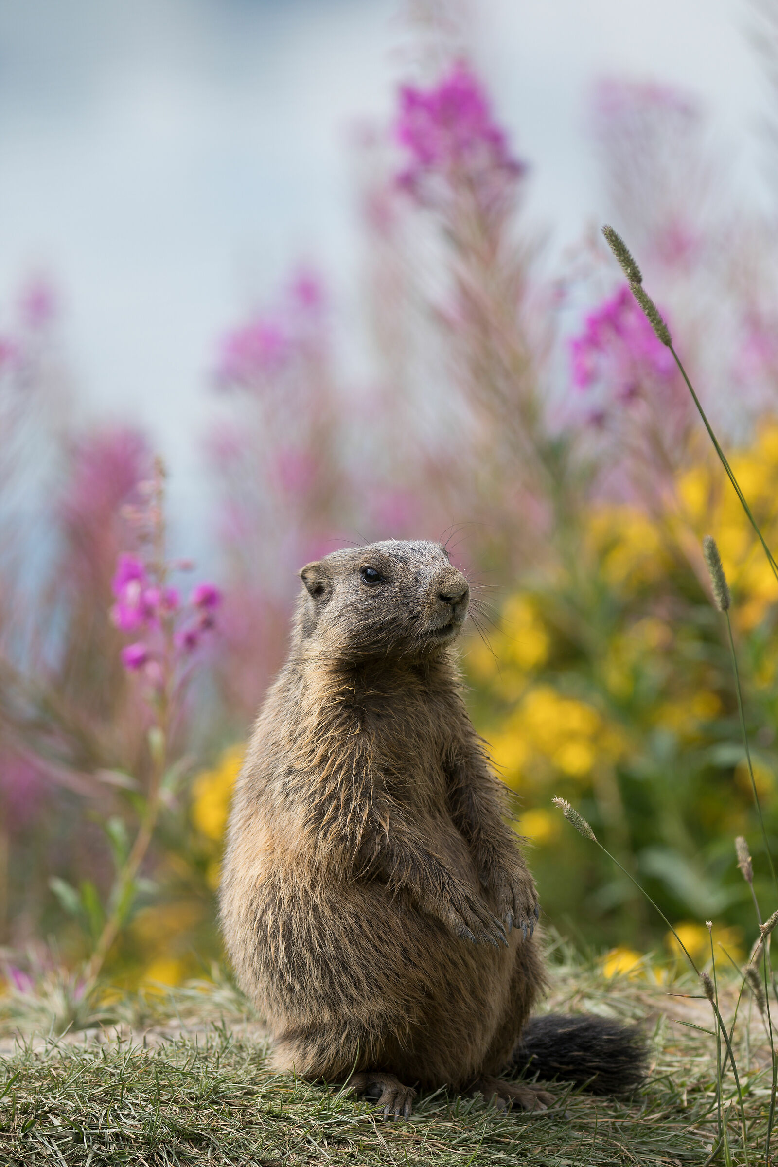 Marmotta in posa