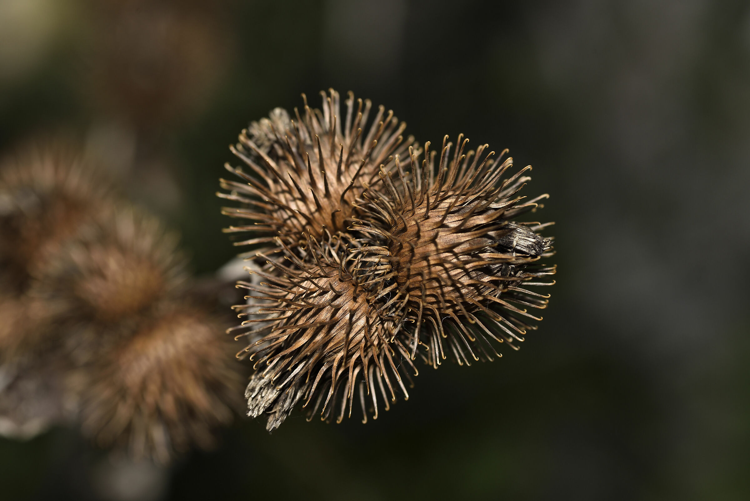 Nel bosco a settembre