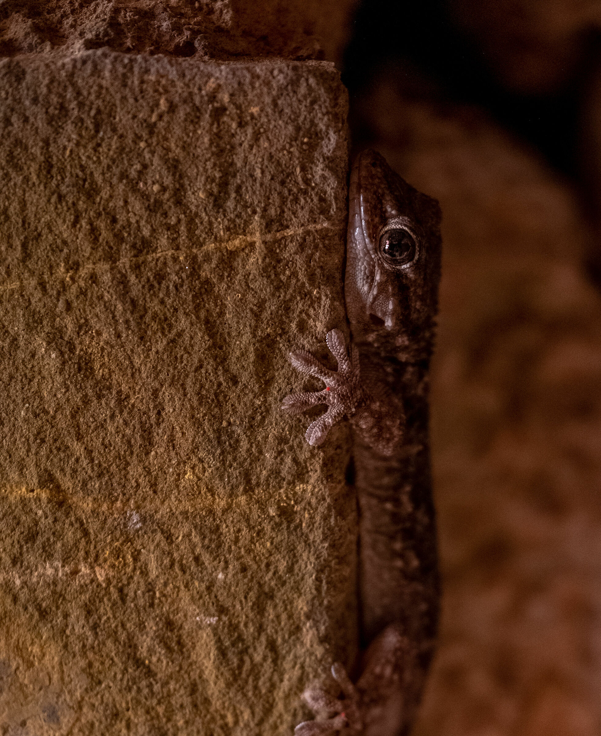 Gecko