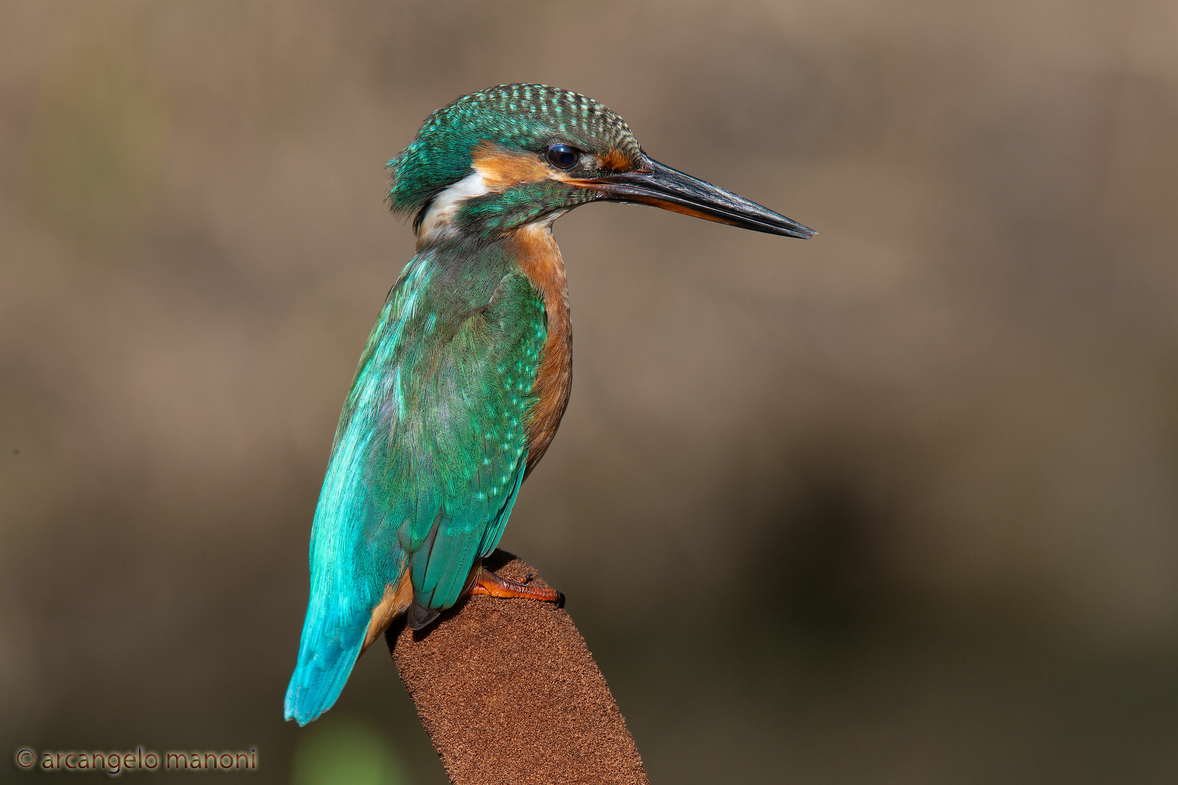 A Special Throne for the King