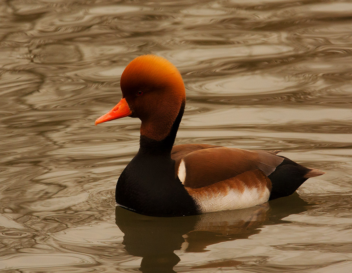 Pochard turkish