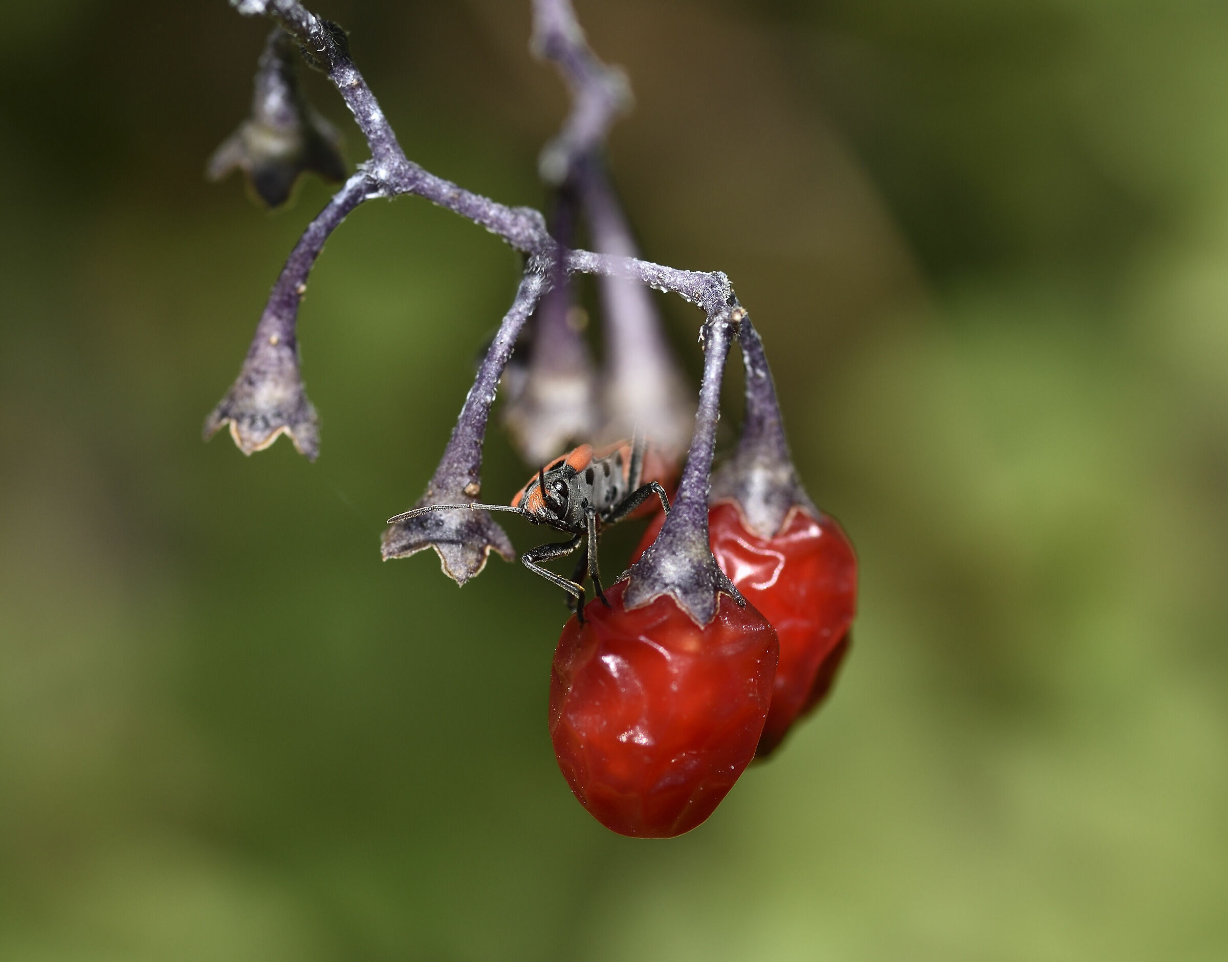 Cimice al lavoro sulle bacche