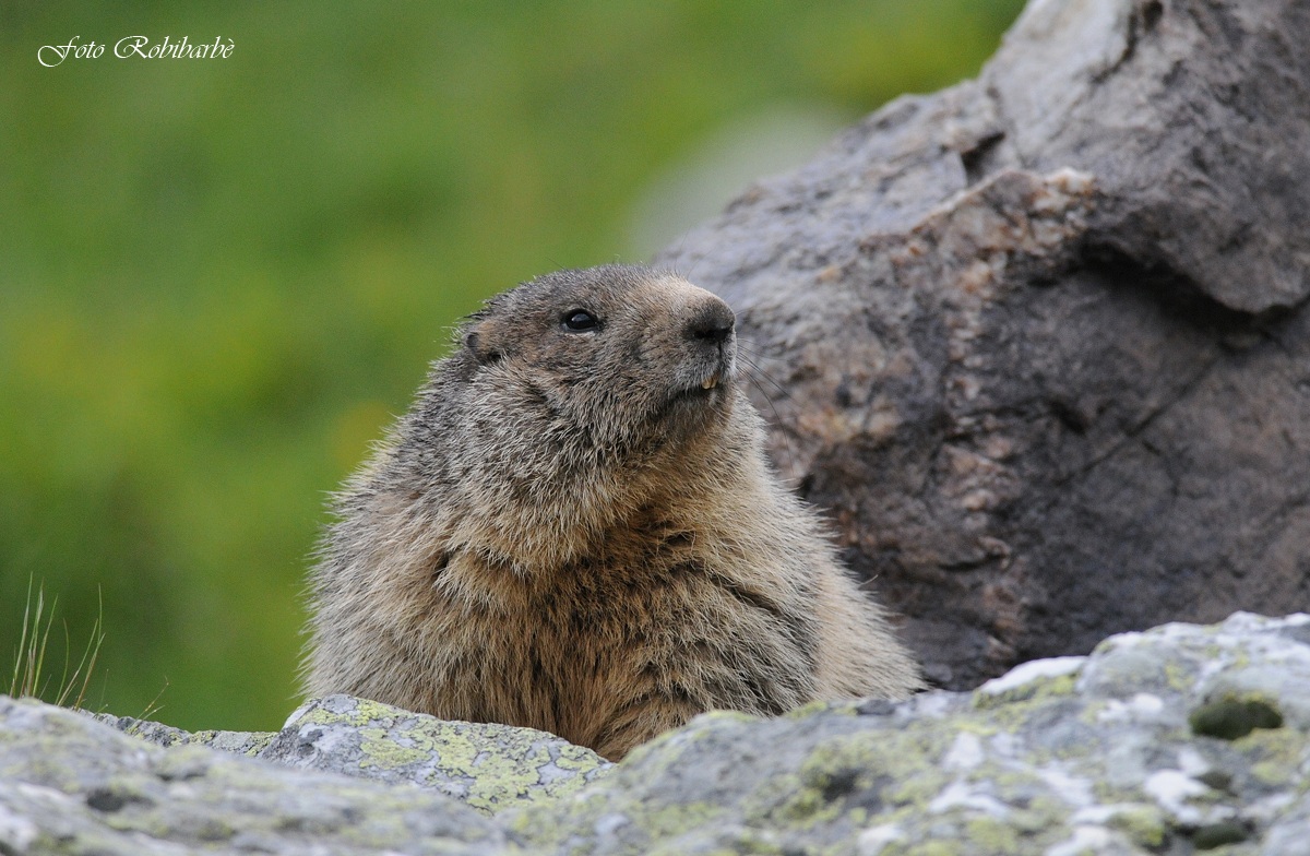 Marmotta