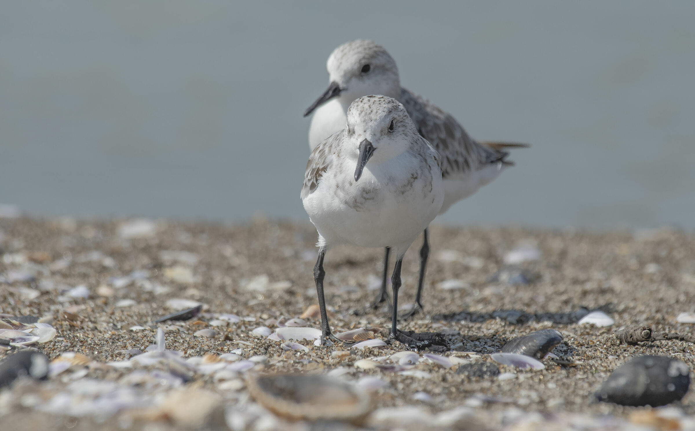 Triridate piovanello