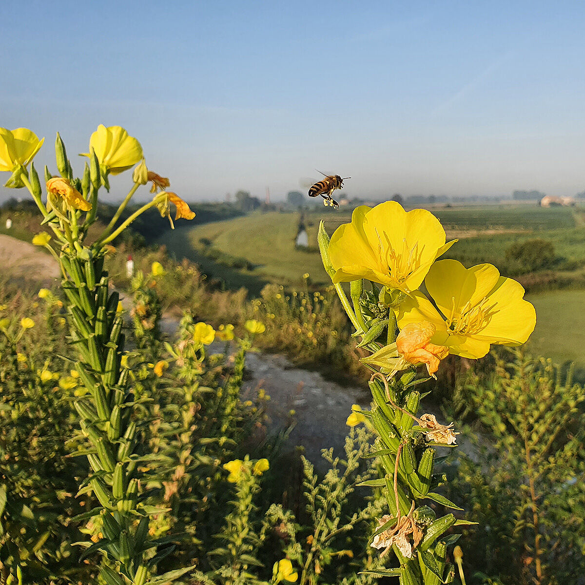 ape e il suo polline