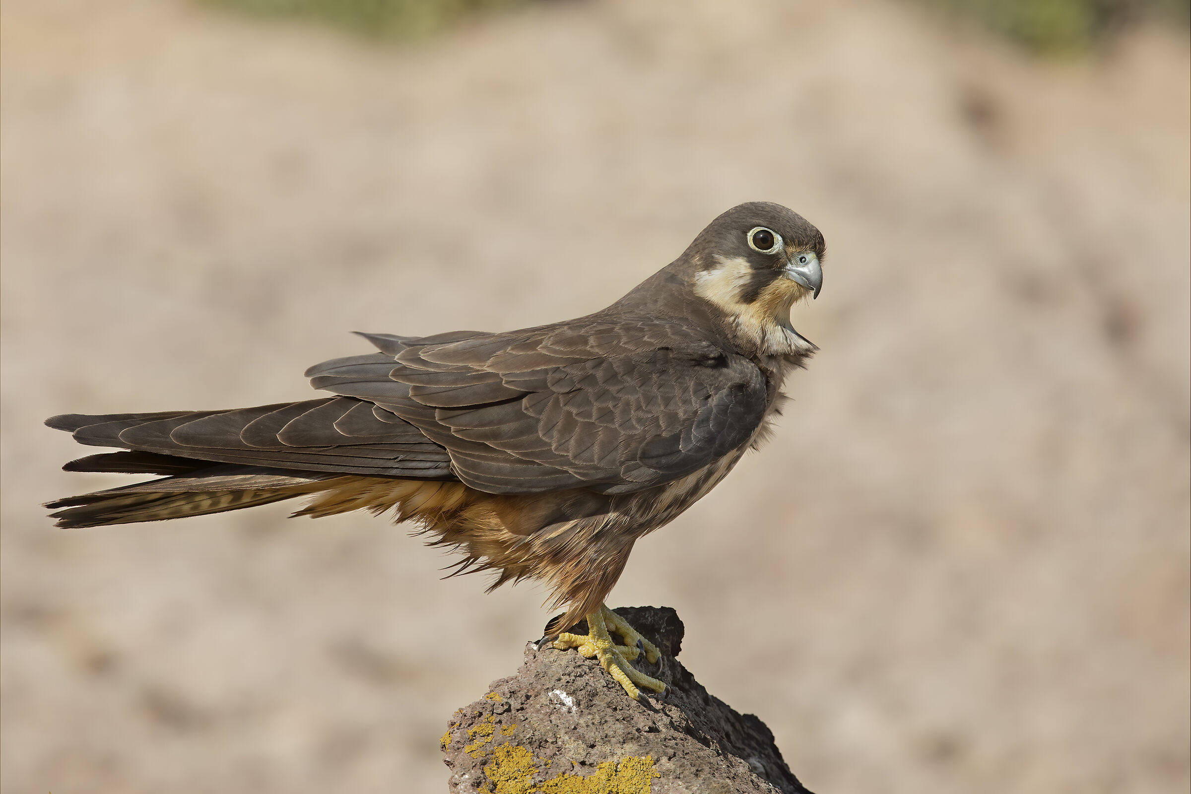 falco della regina.....