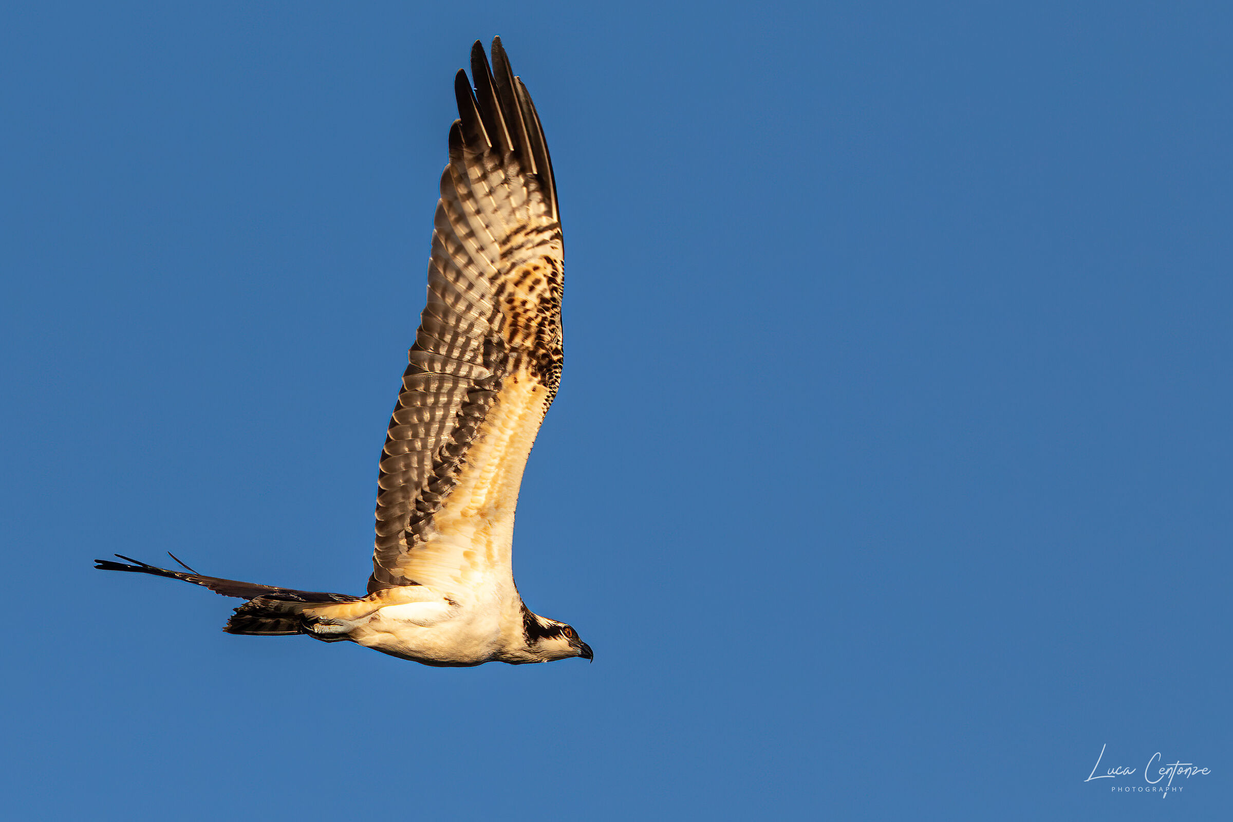 Osprey fly-over (osprey fisherman)
