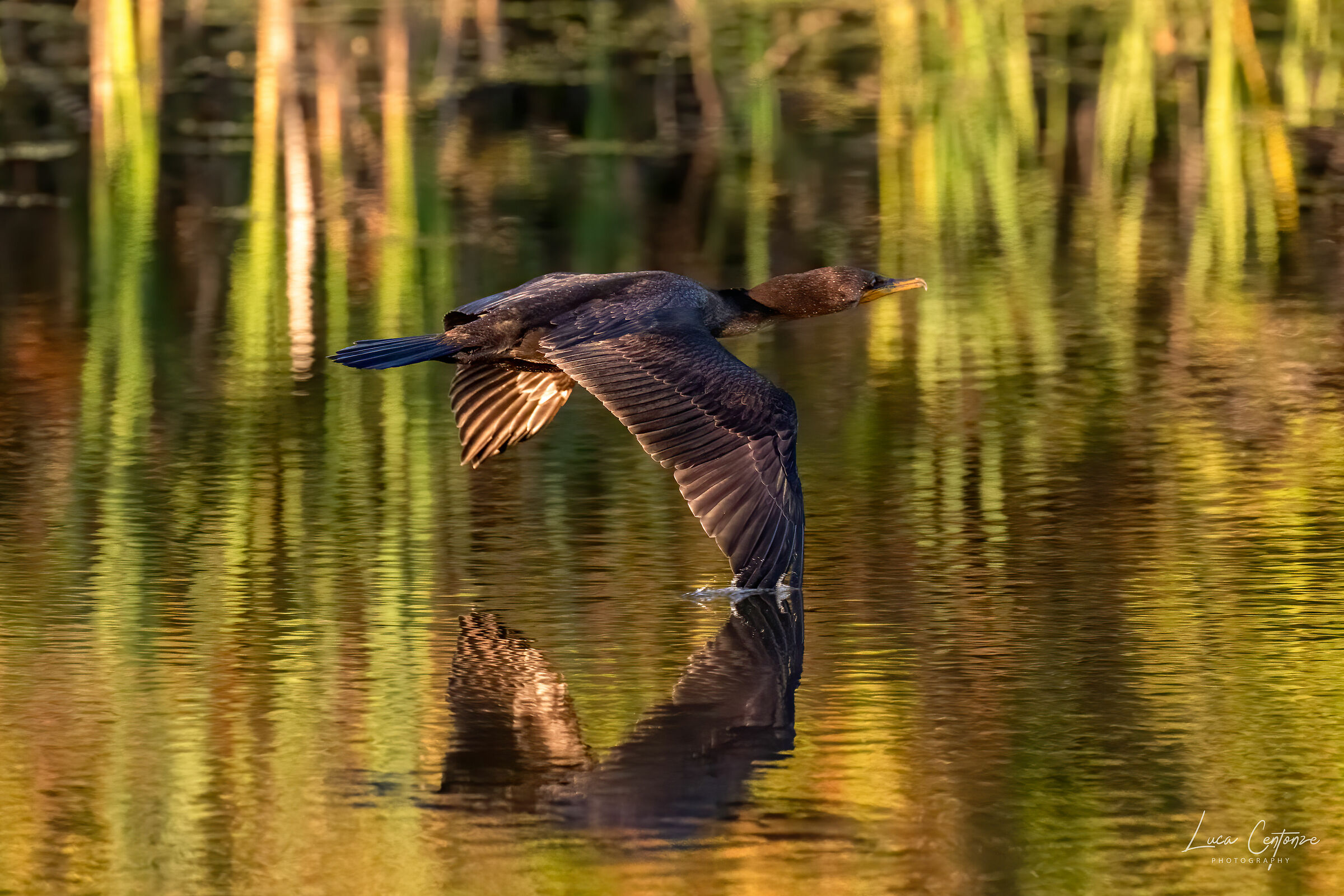 Cormorant in shaving flight
