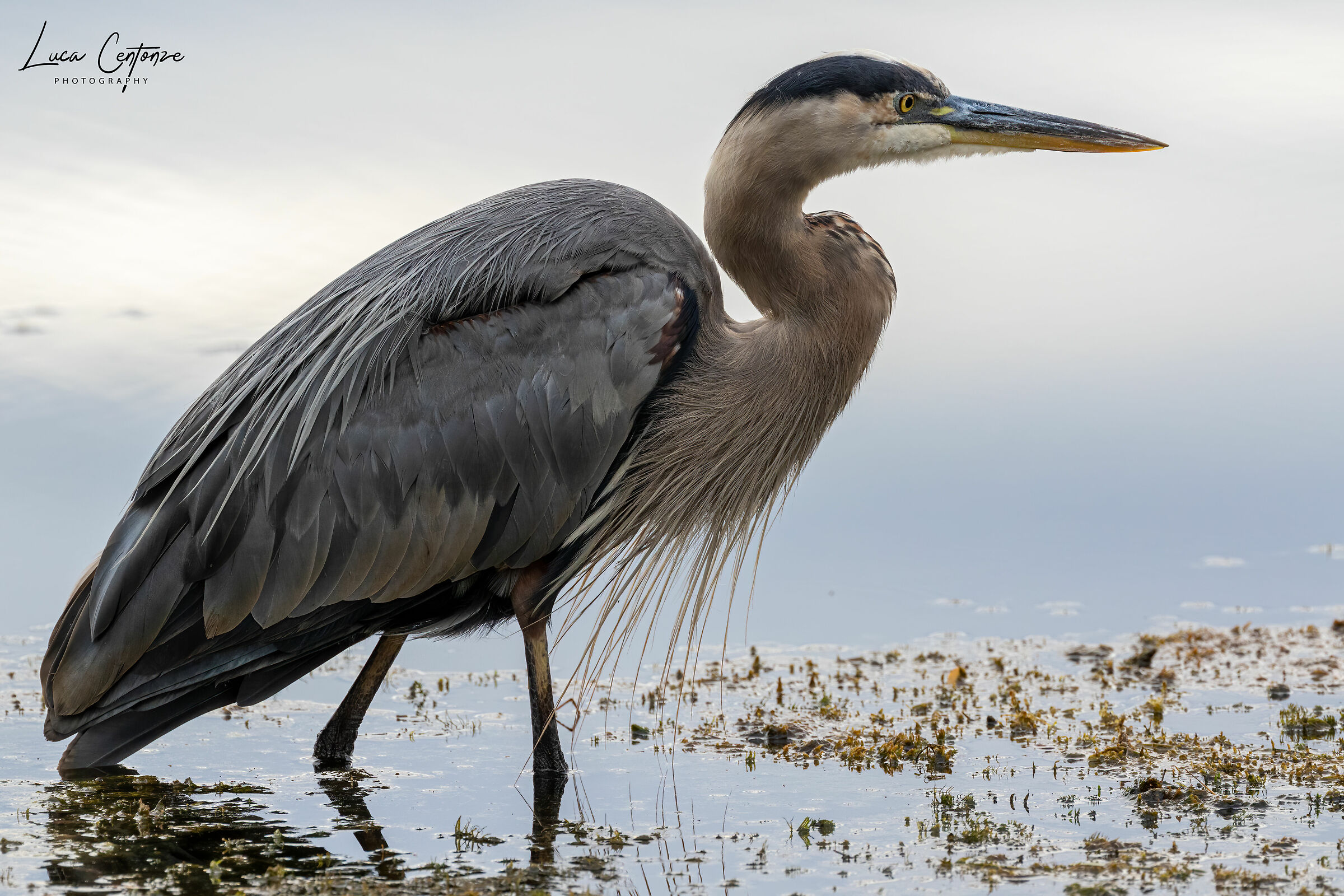 Great Blue Heron (Ardea herodias)