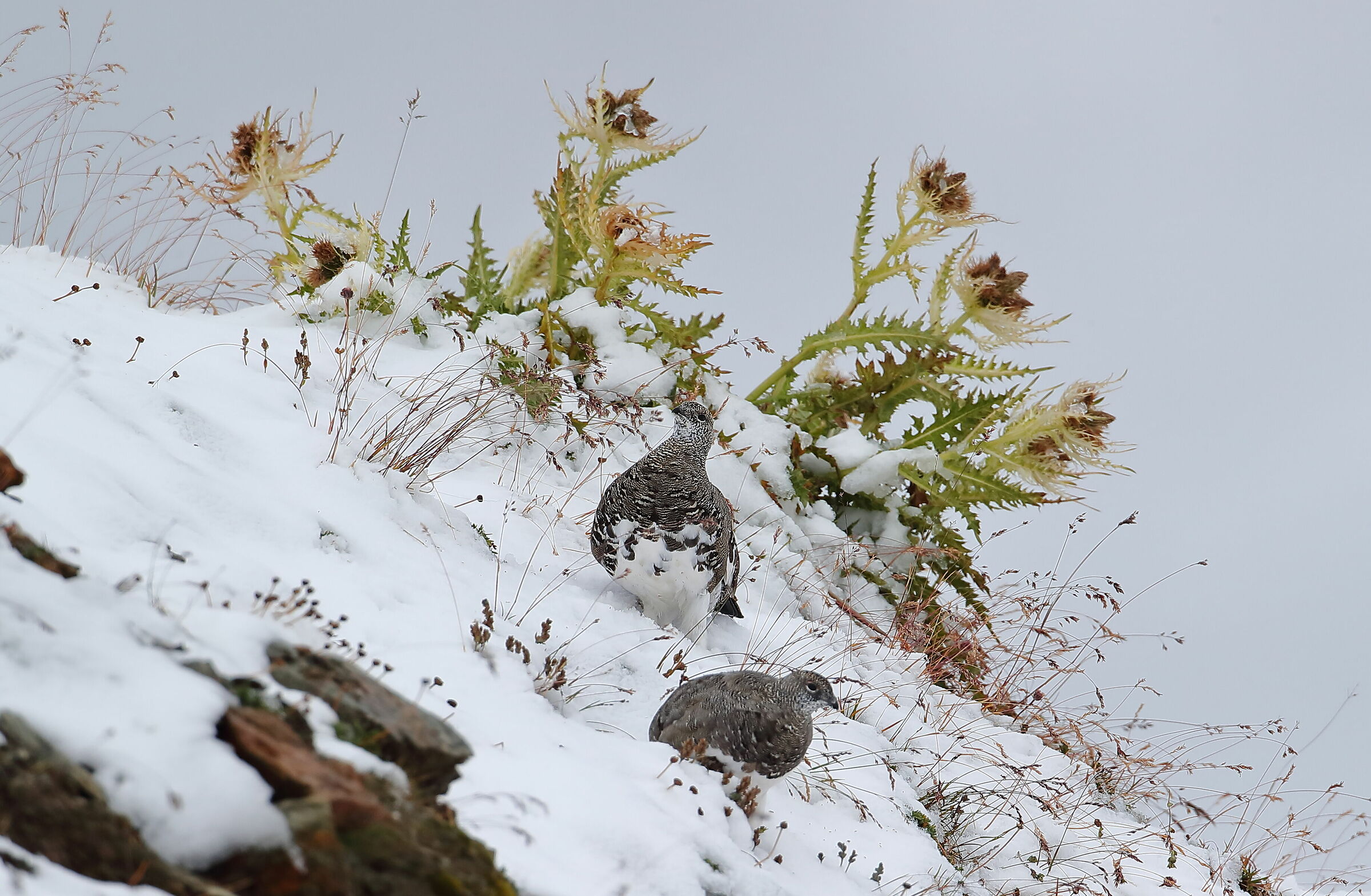 On the first snow between the thistles