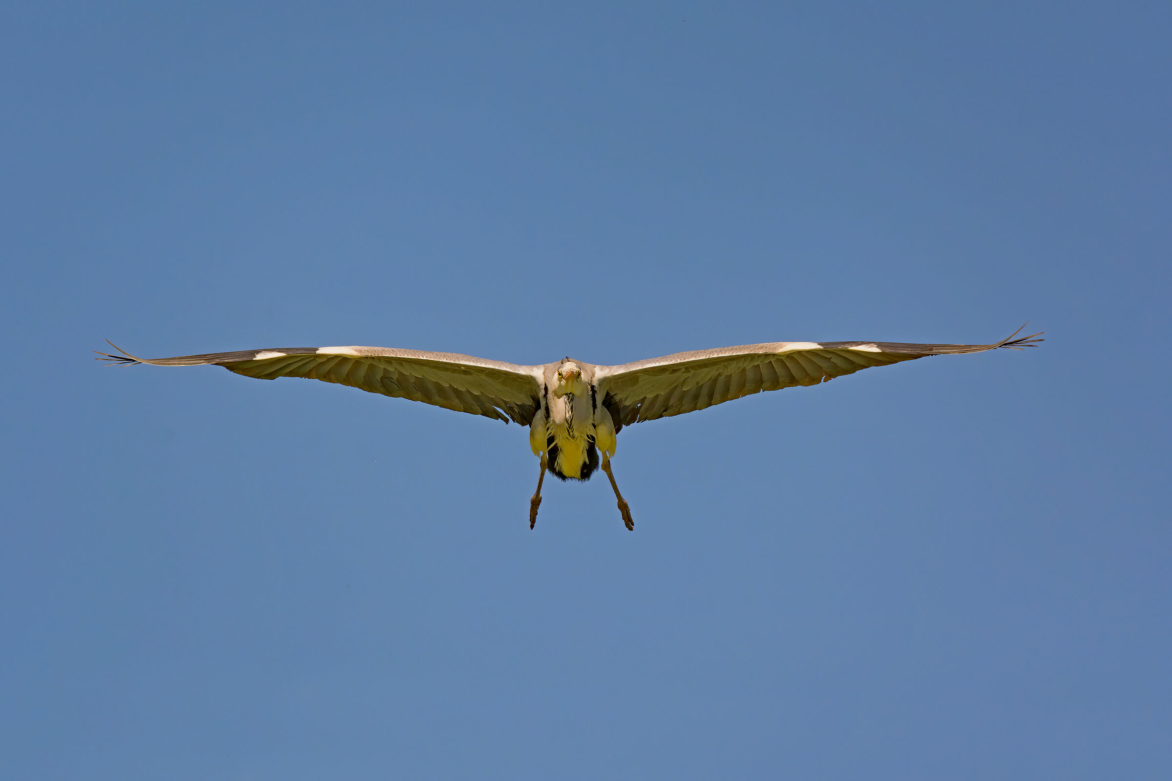 Airone Cenerino in atterraggio