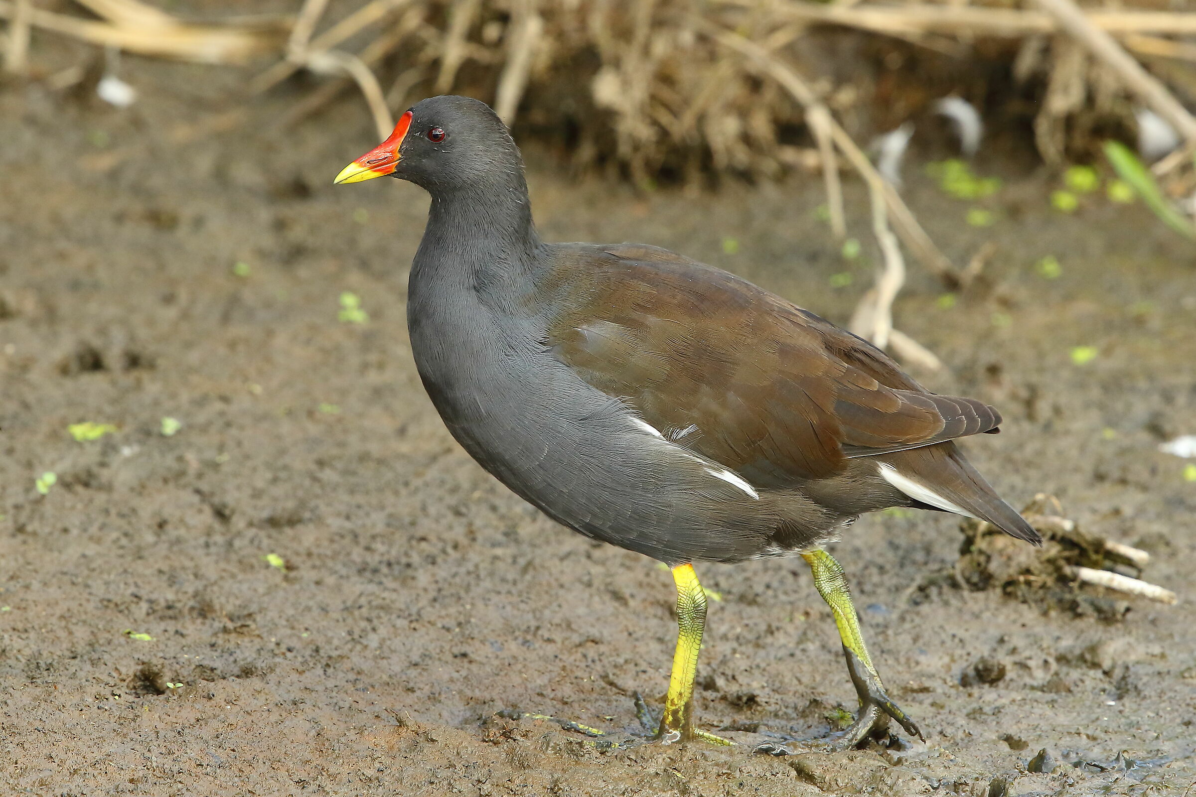 Water hen