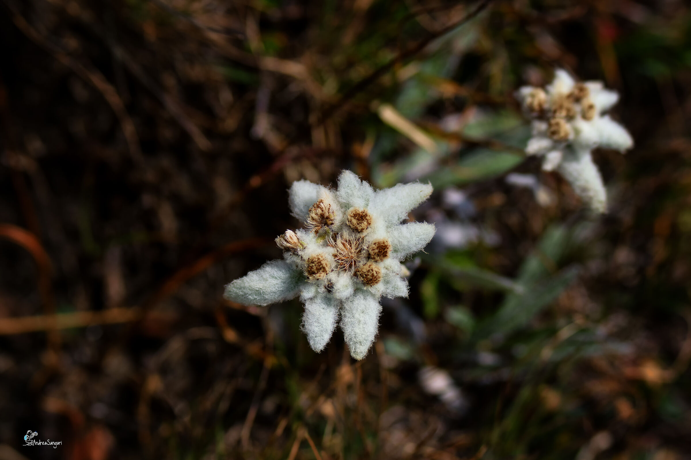 La mia prima stella alpina