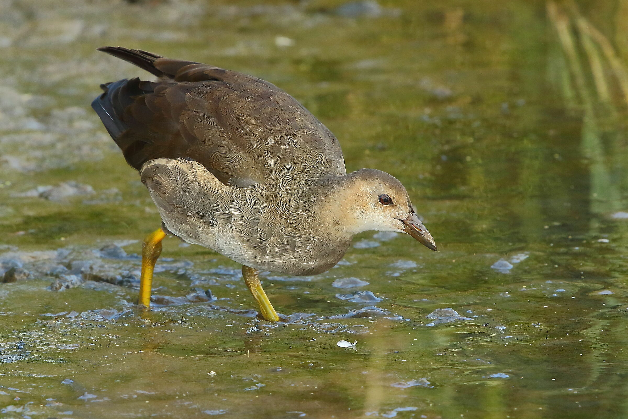Young water hen