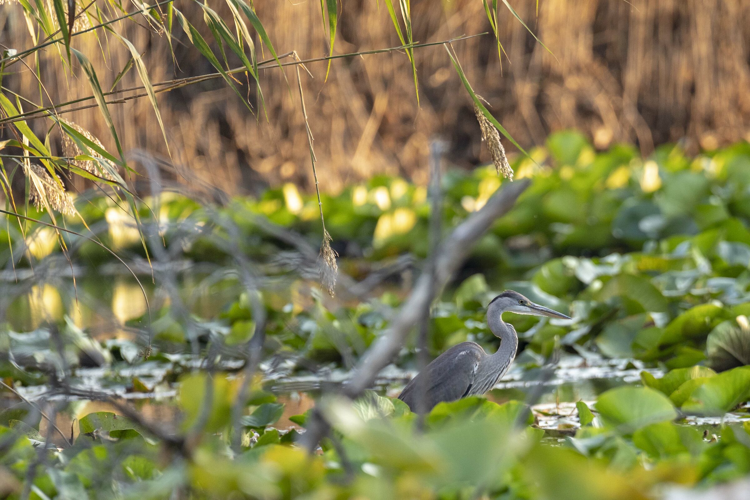 Airone Cenerino sulla palude