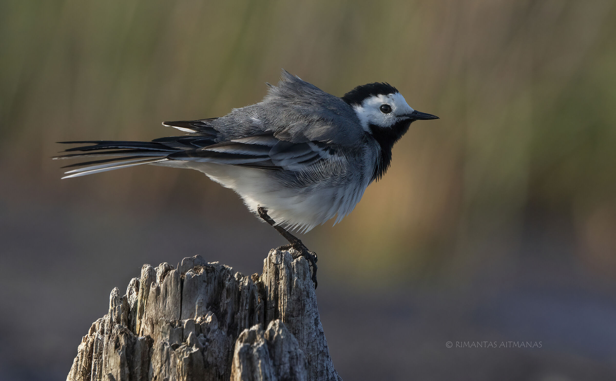 Motacilla alba