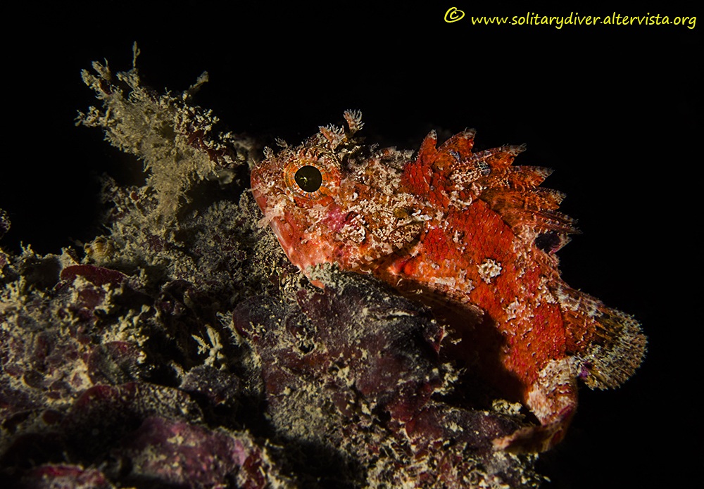 Cucciolo di scorfano