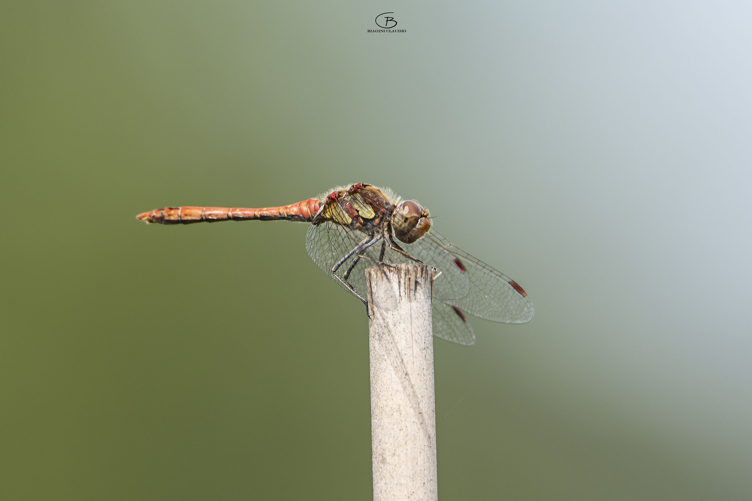 Dragonfly