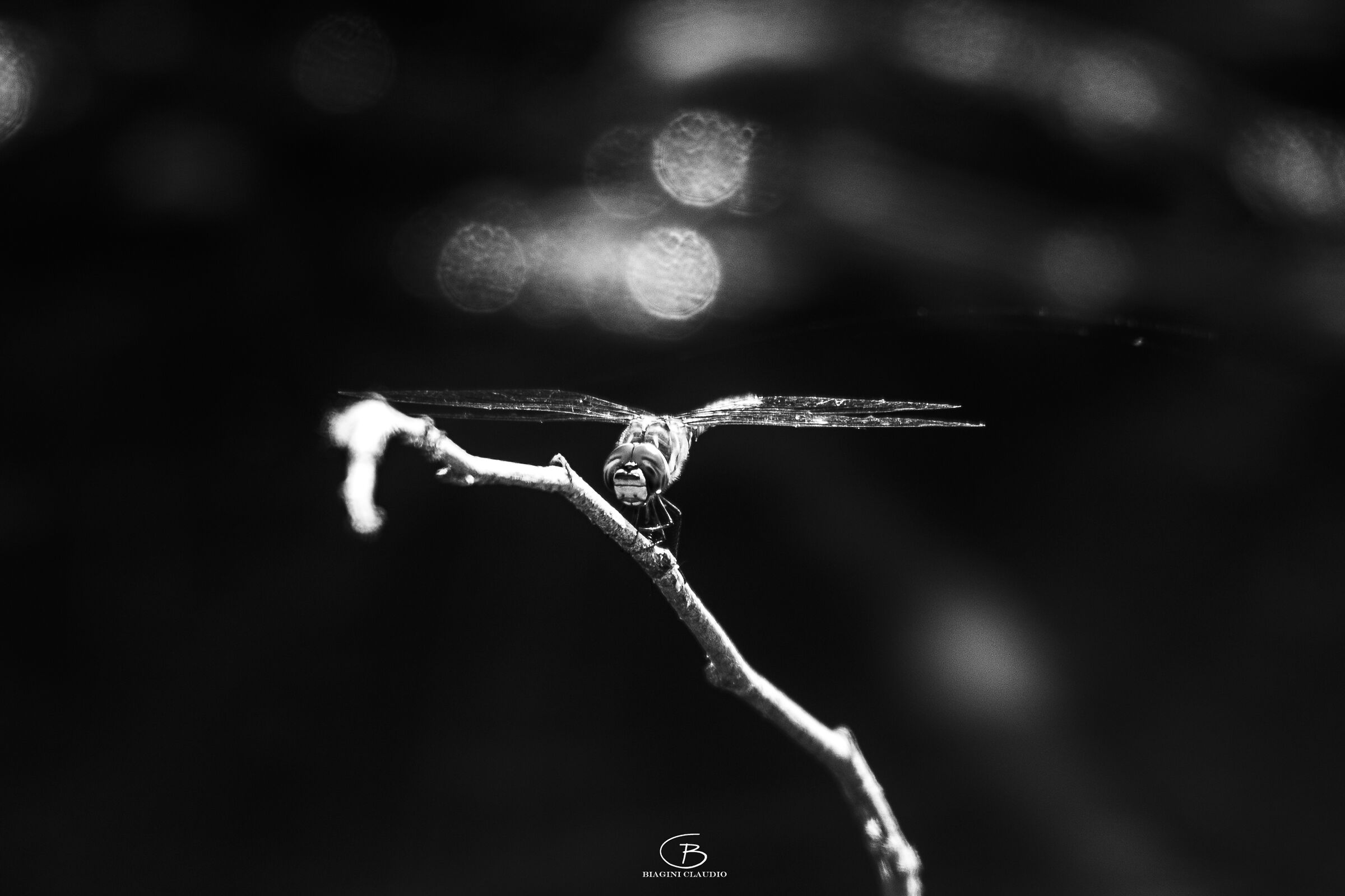 Black and White dragonfly
